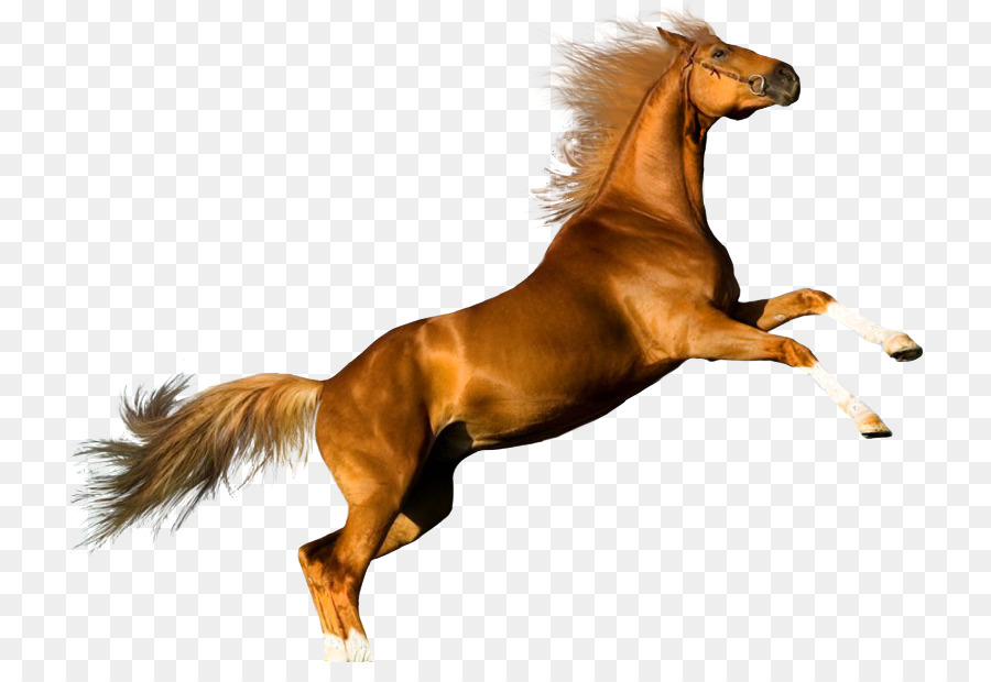 Horse Jumping Png - HD Wallpaper 
