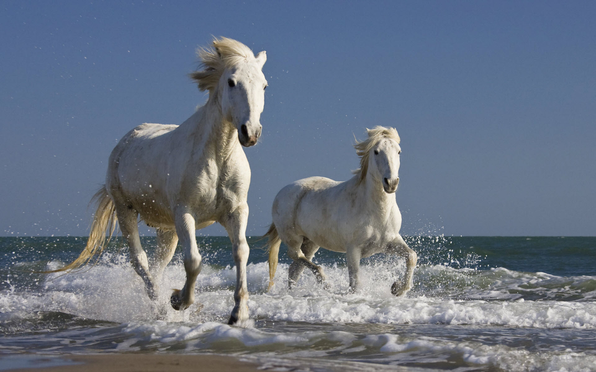 Camargue White Horse - HD Wallpaper 