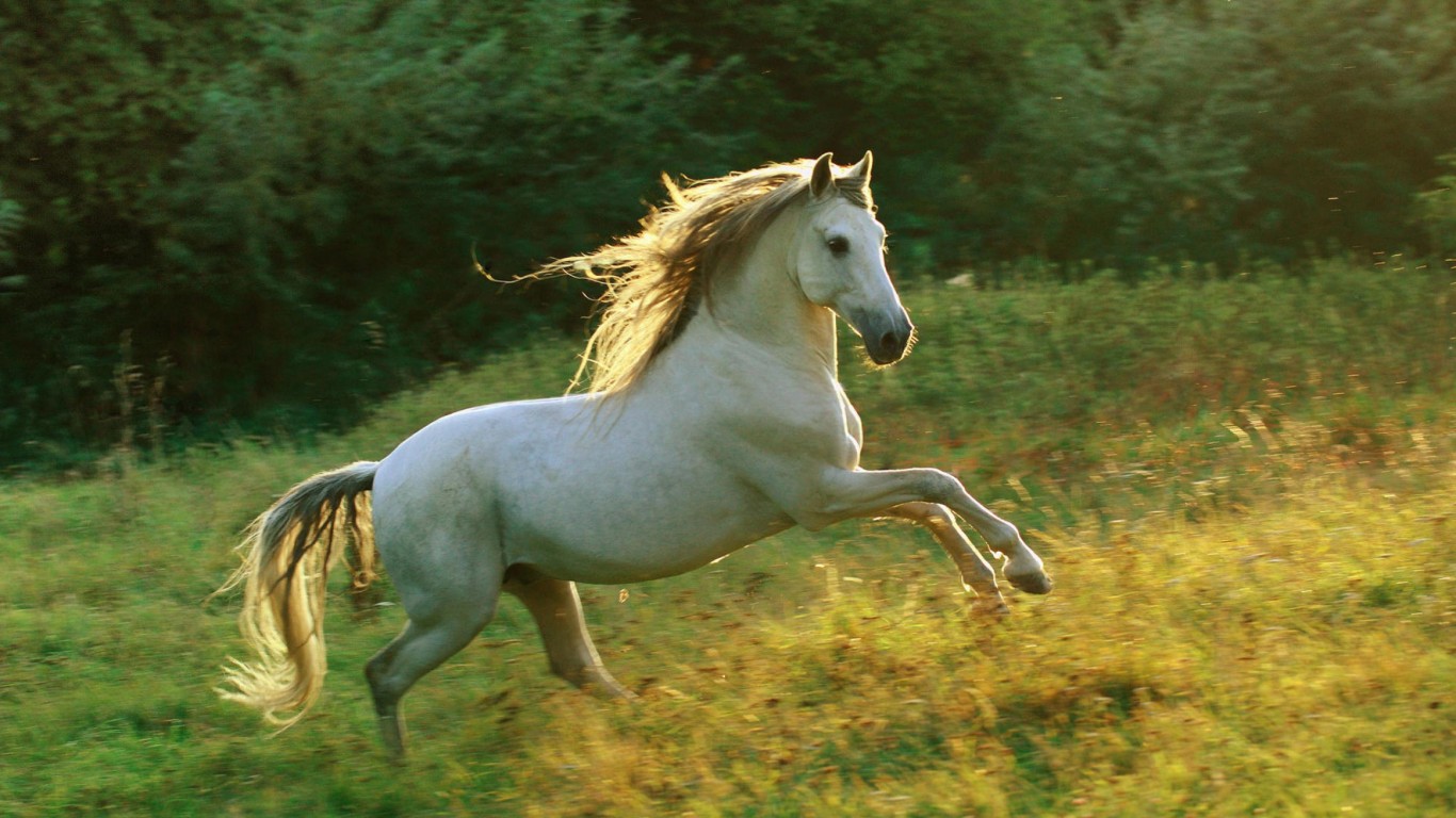 Beautiful Jumping White Horse - HD Wallpaper 