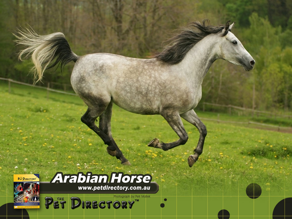 Arabian Horse Wallpaper - HD Wallpaper 