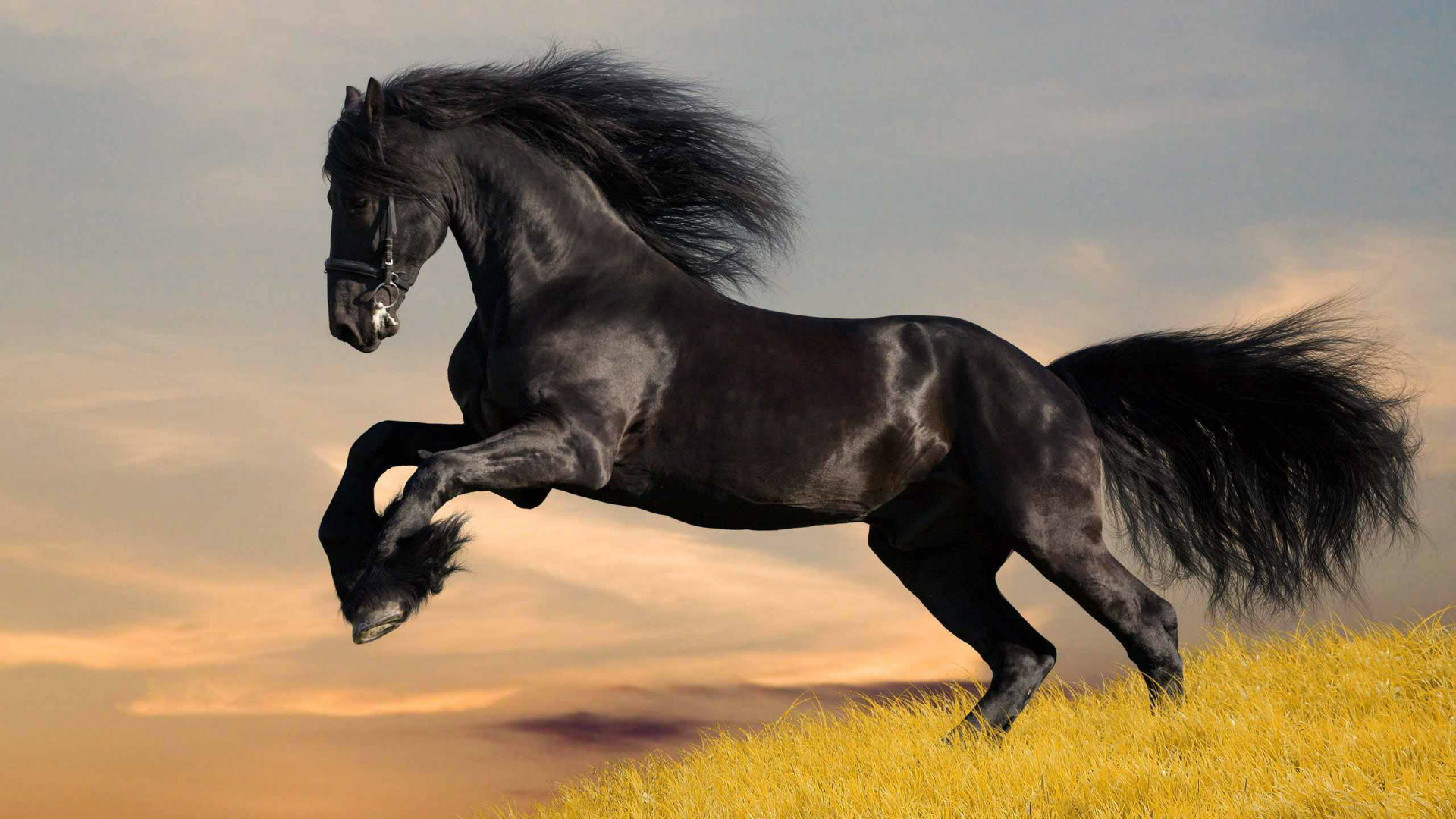 Black Horses Wallpapers Collection Download Â - Black Horse - HD Wallpaper 