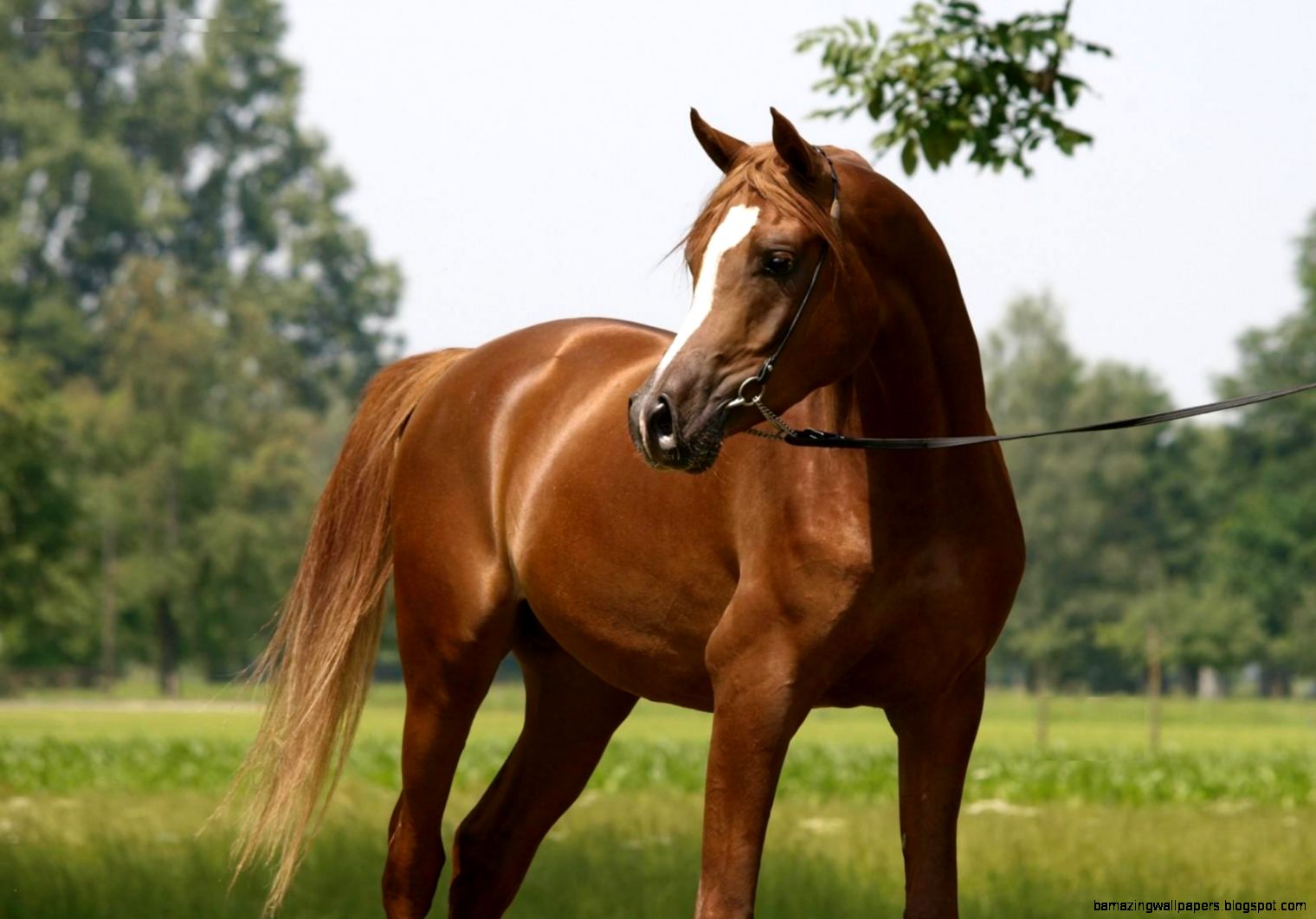 Thoroughbred Horse Wallpapers Thoroughbred Horse Backgrounds - Chestnut Horse - HD Wallpaper 