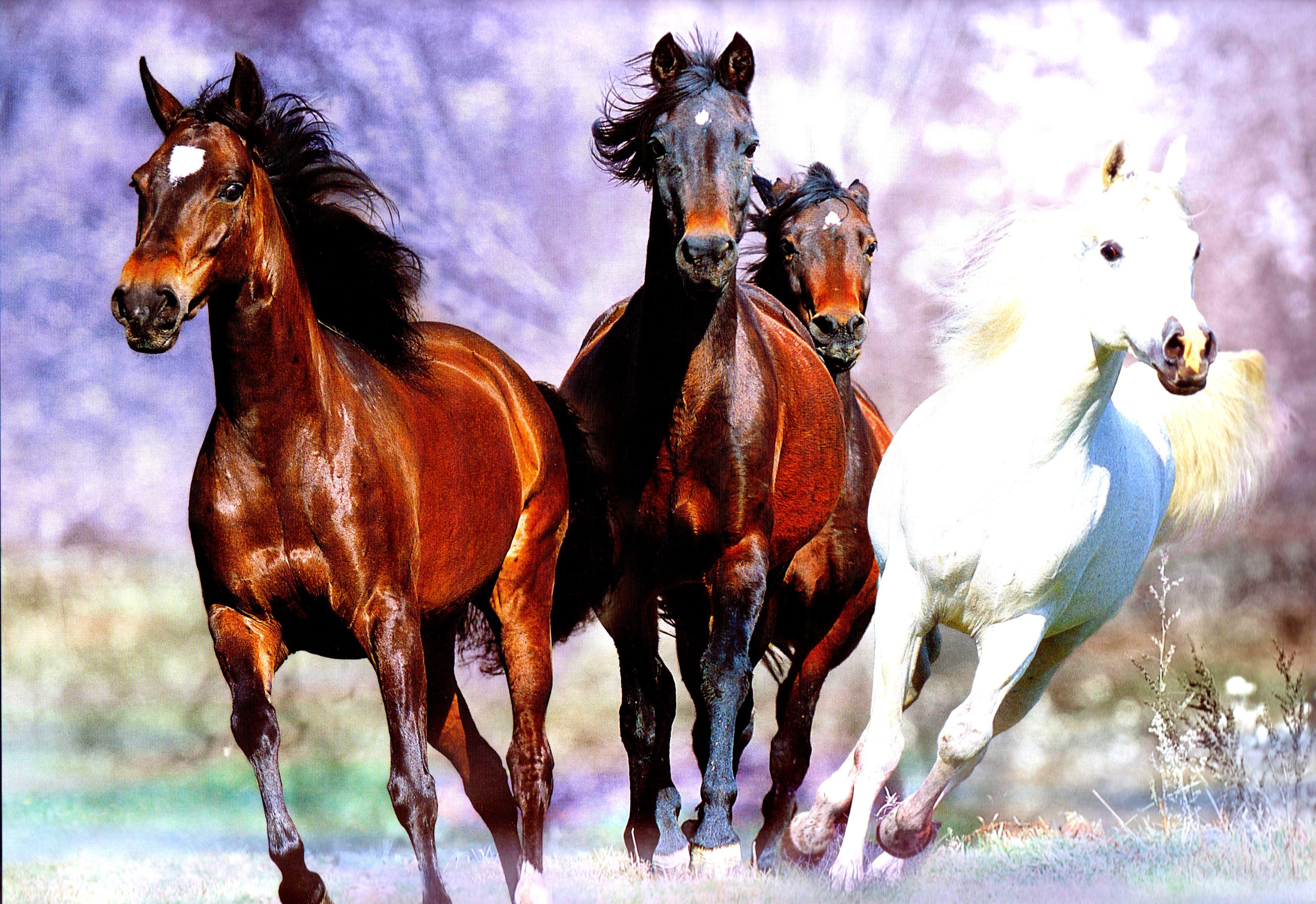 Horses Running, Hq Definition Wallpapers For Free - Red Running Horses Hd -  3500x2404 Wallpaper 