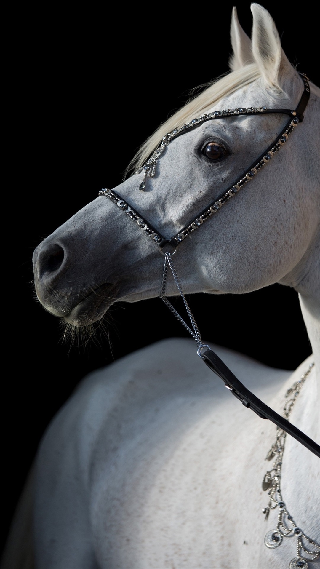 Iphone Wallpaper White Horse, Black Background - Cavalo Fundo Preto - HD Wallpaper 