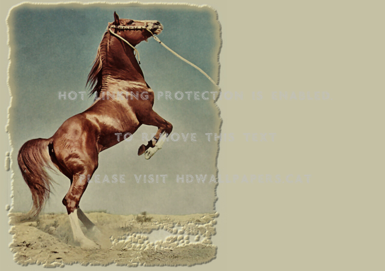 Desert Arabian Horse F2 Photography Jordan - Stallion - HD Wallpaper 
