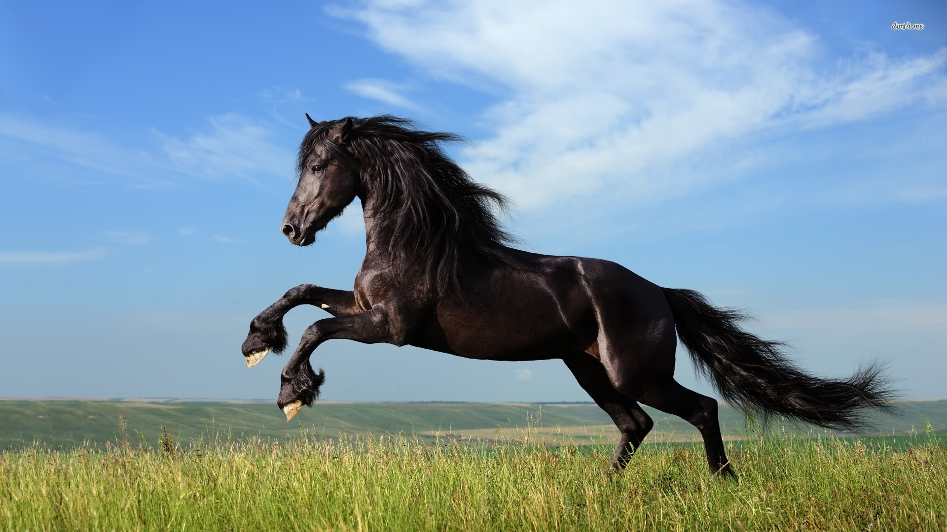 Horse Wallpapers Hd Pictures - High Resolution Black Horse - HD Wallpaper 