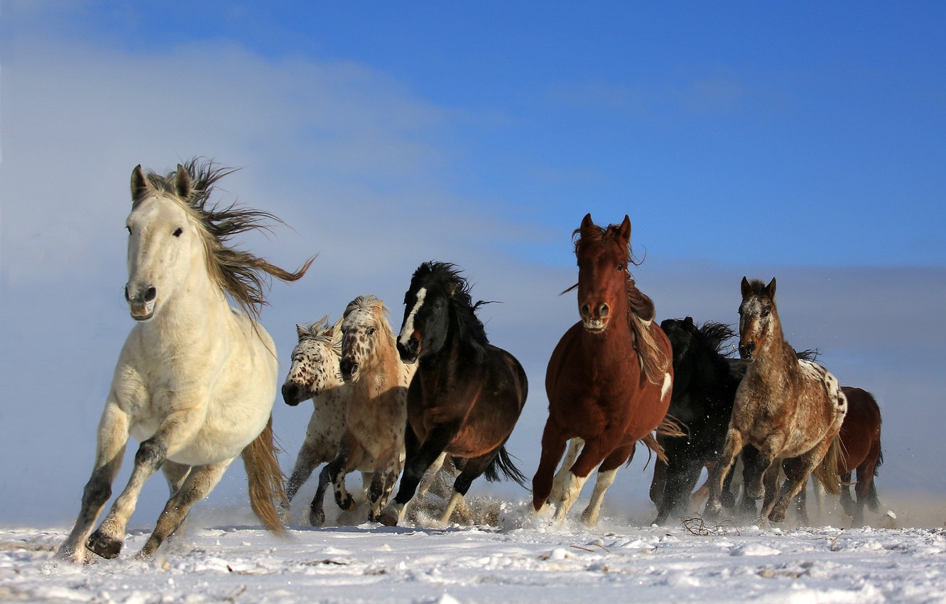 Photo Wallpaper Sky, Animals, Nature, Freedom, Snow, - Wild Wallpaper Horse - HD Wallpaper 