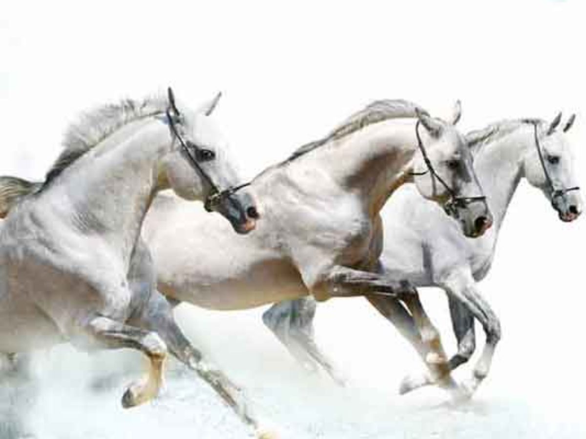 Running White Horse - HD Wallpaper 