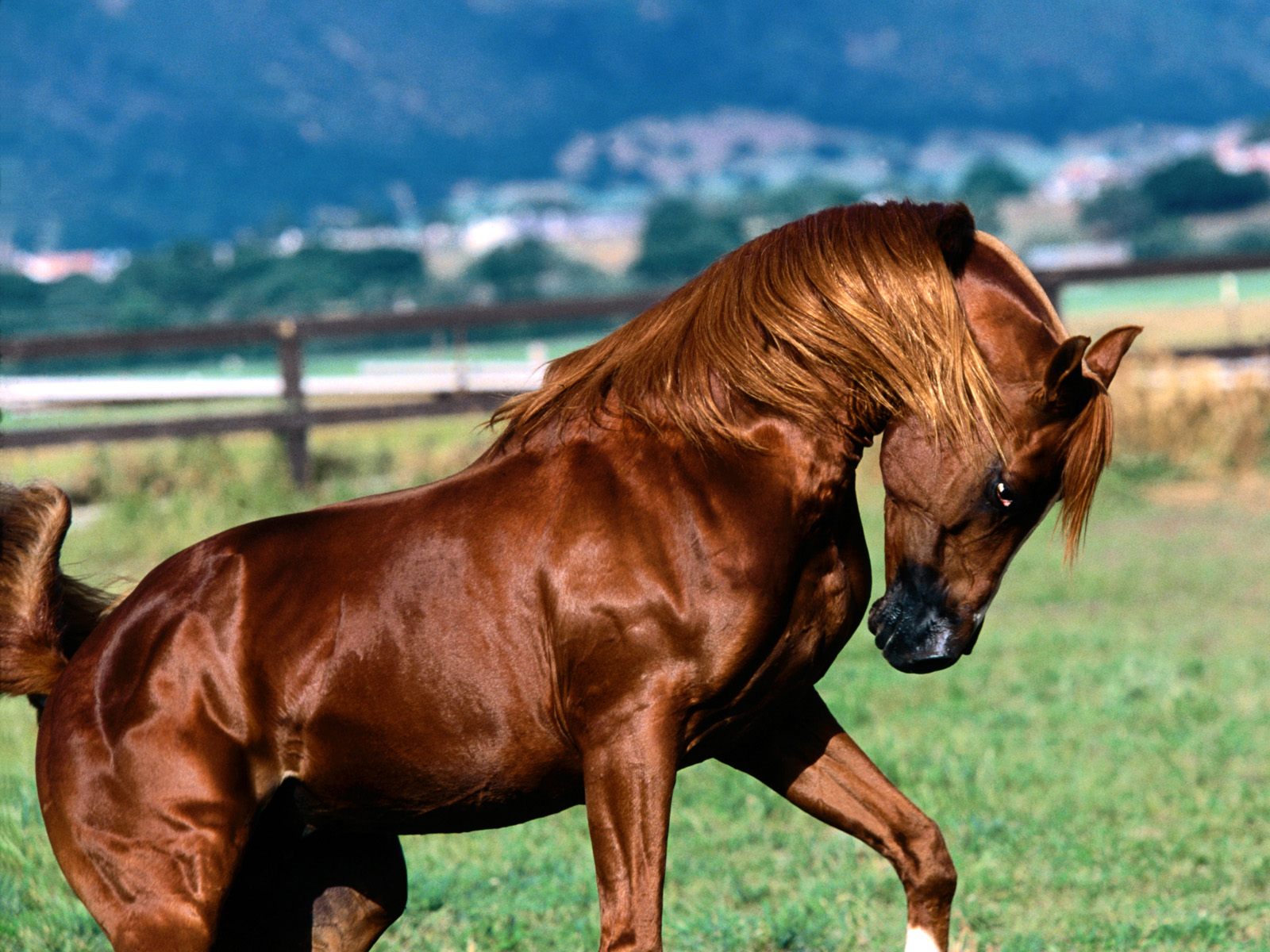 Brown Animal Horse Shining Skin Hd Wallpapers Free - Arabian Horse Wallpaper Hd - HD Wallpaper 