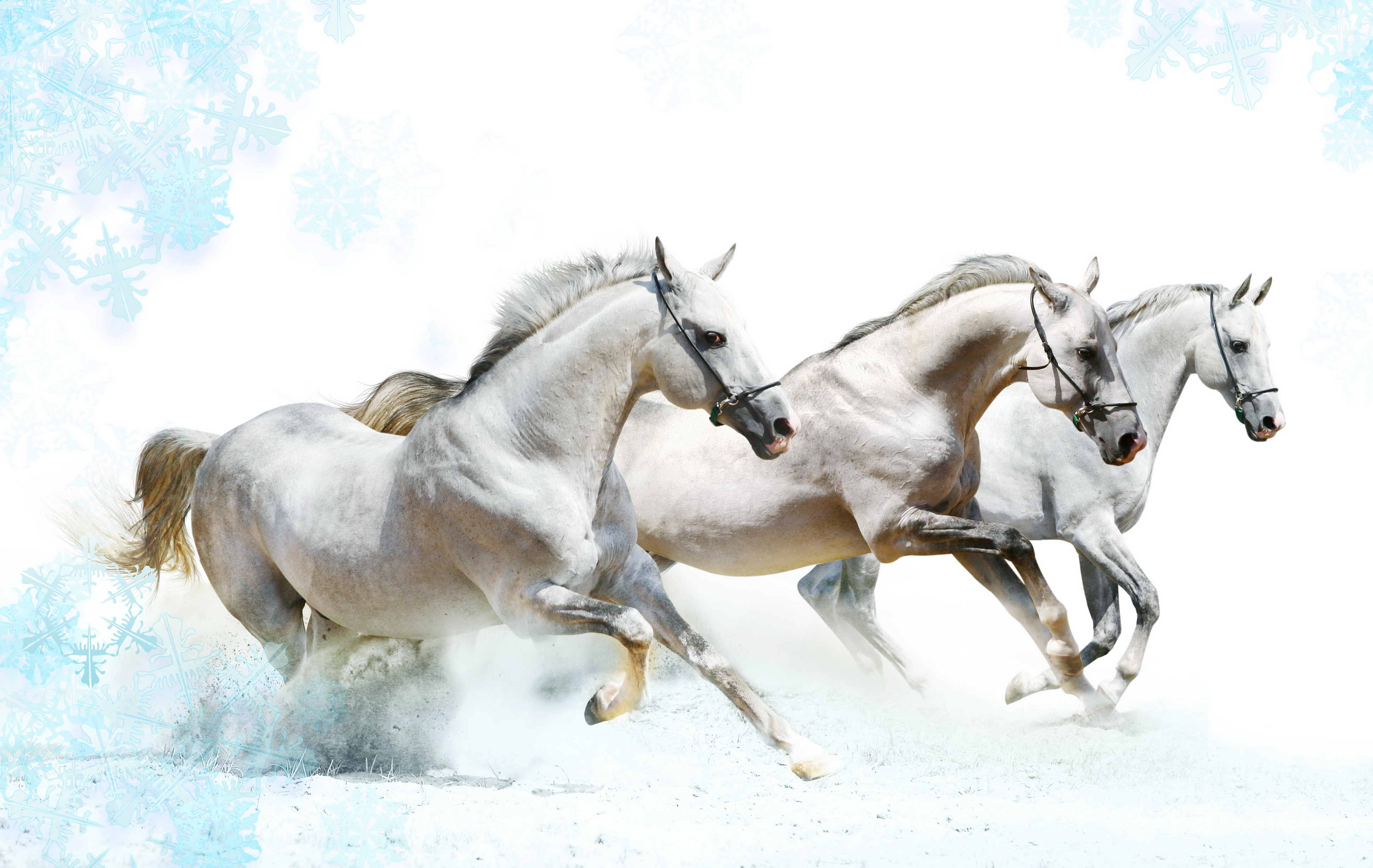 Ultra Hd Wallpapers Horses 4k - HD Wallpaper 