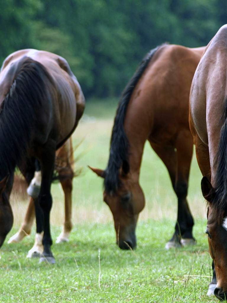 Horses Grazing - HD Wallpaper 