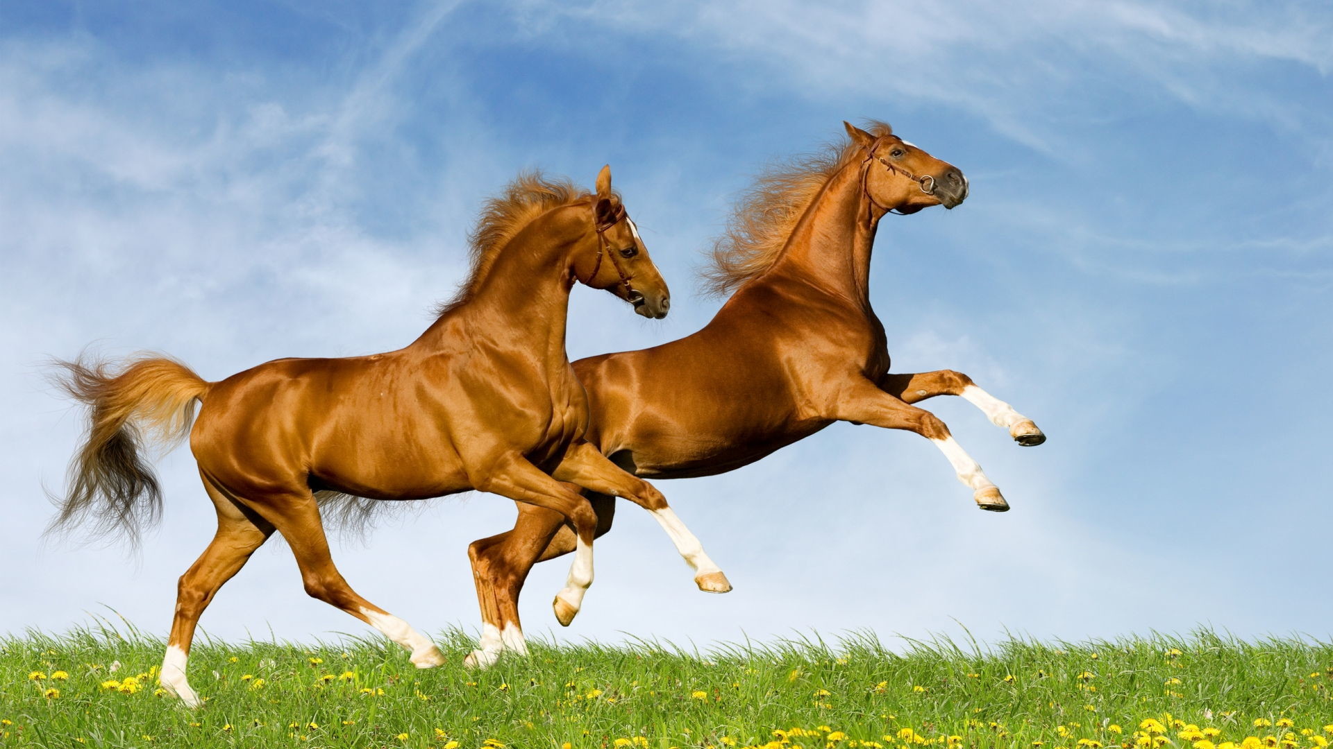 Horse Animals Image Free Wallpapers 2017 Download 
 - Feng Shui Wallpaper For Success - HD Wallpaper 