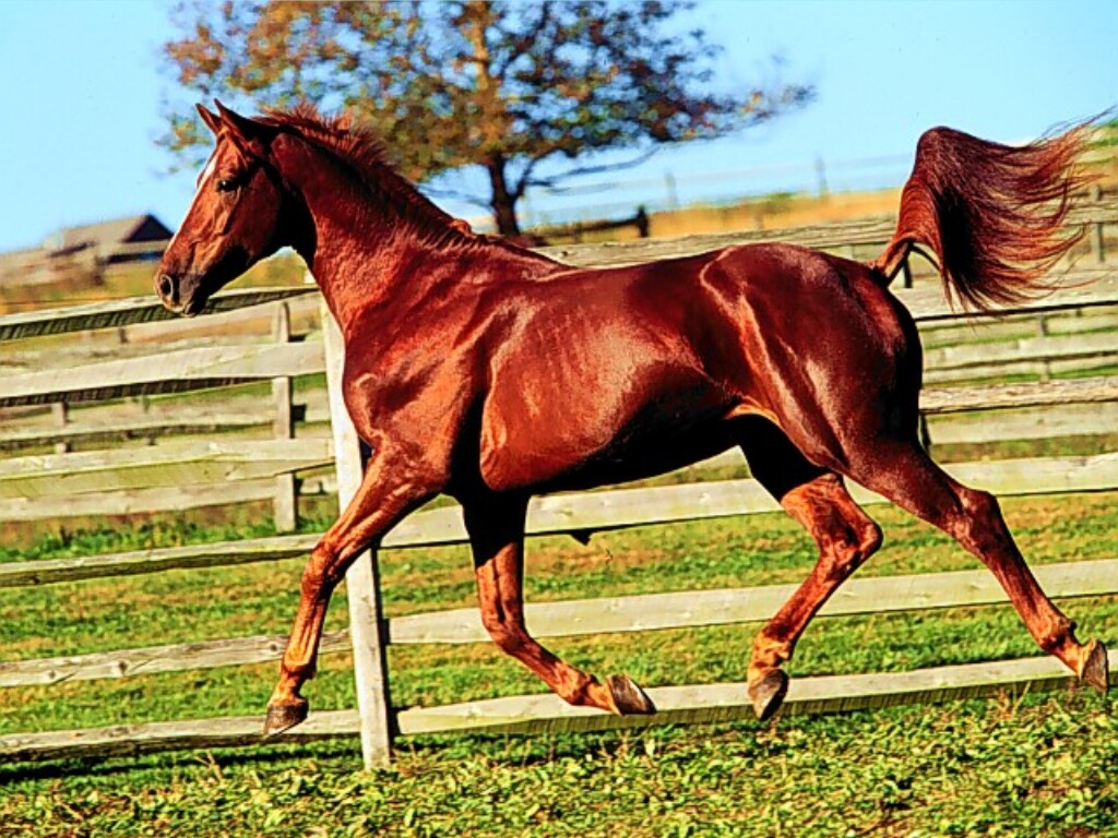 African Animals Horses Bright 248681 Wallpaper Wallpaper - Red Chestnut Thoroughbred Horse - HD Wallpaper 