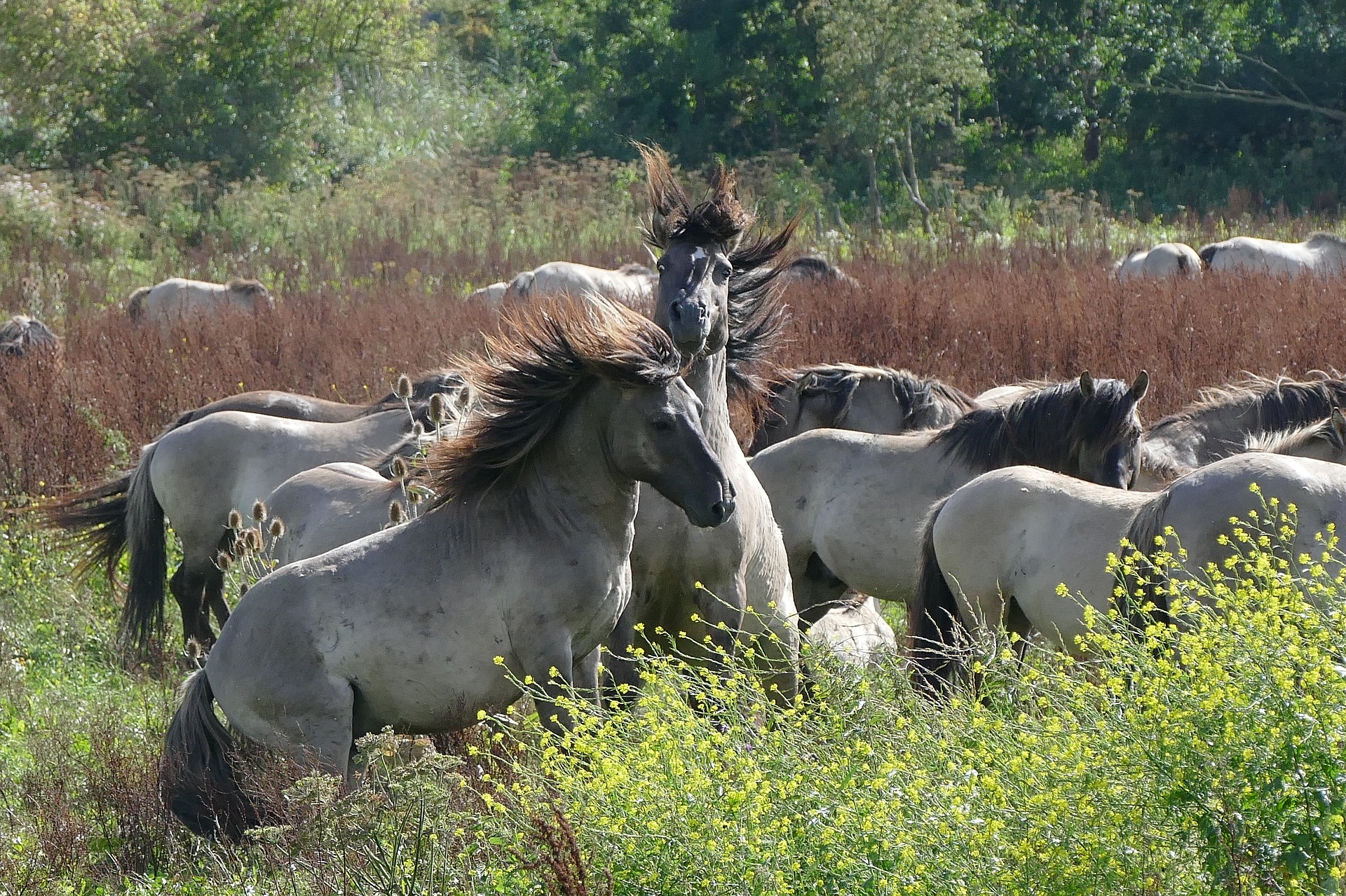 Group Of Beautiful Wild Horse Wallpaper Free Download - Nature And Wild Animal - HD Wallpaper 