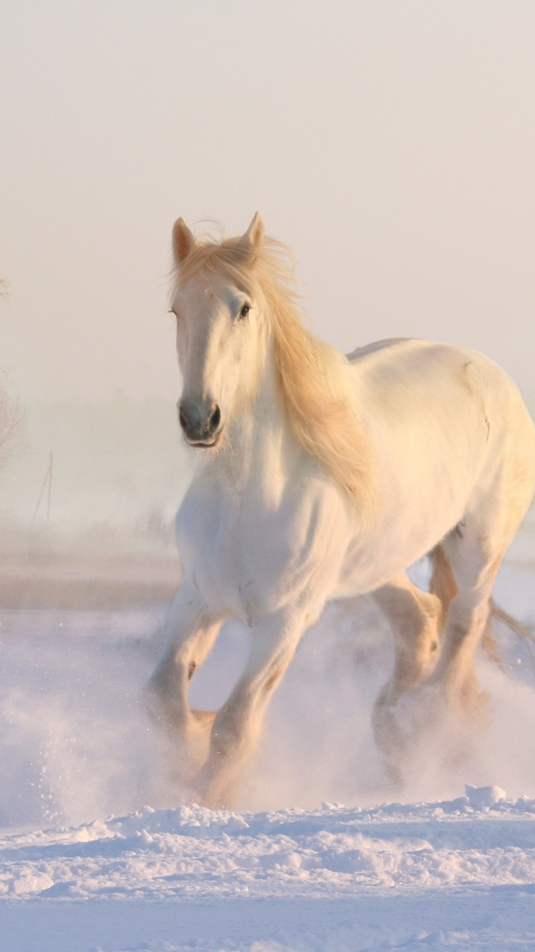 White Horse, Run, Animal, Wallpaper - Beautiful White Wild Horses - HD Wallpaper 