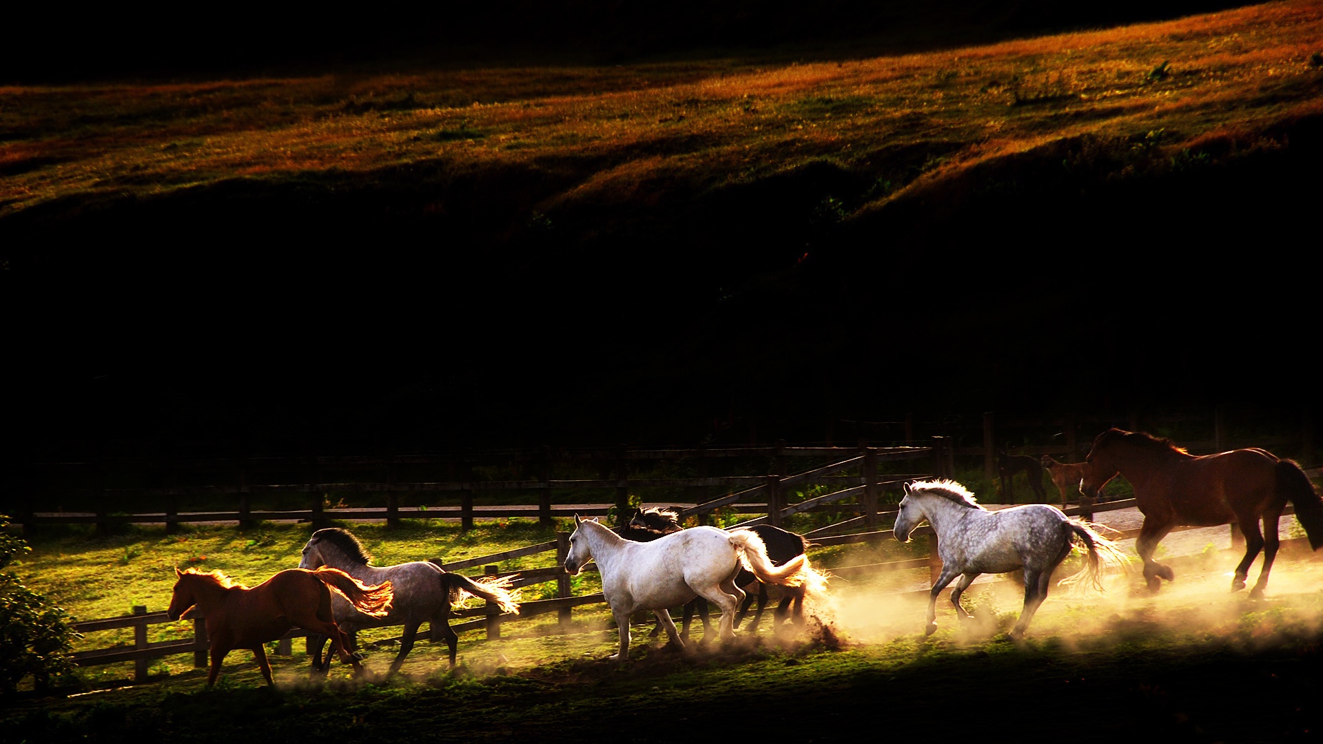 Fond D Écran Chevaux - HD Wallpaper 