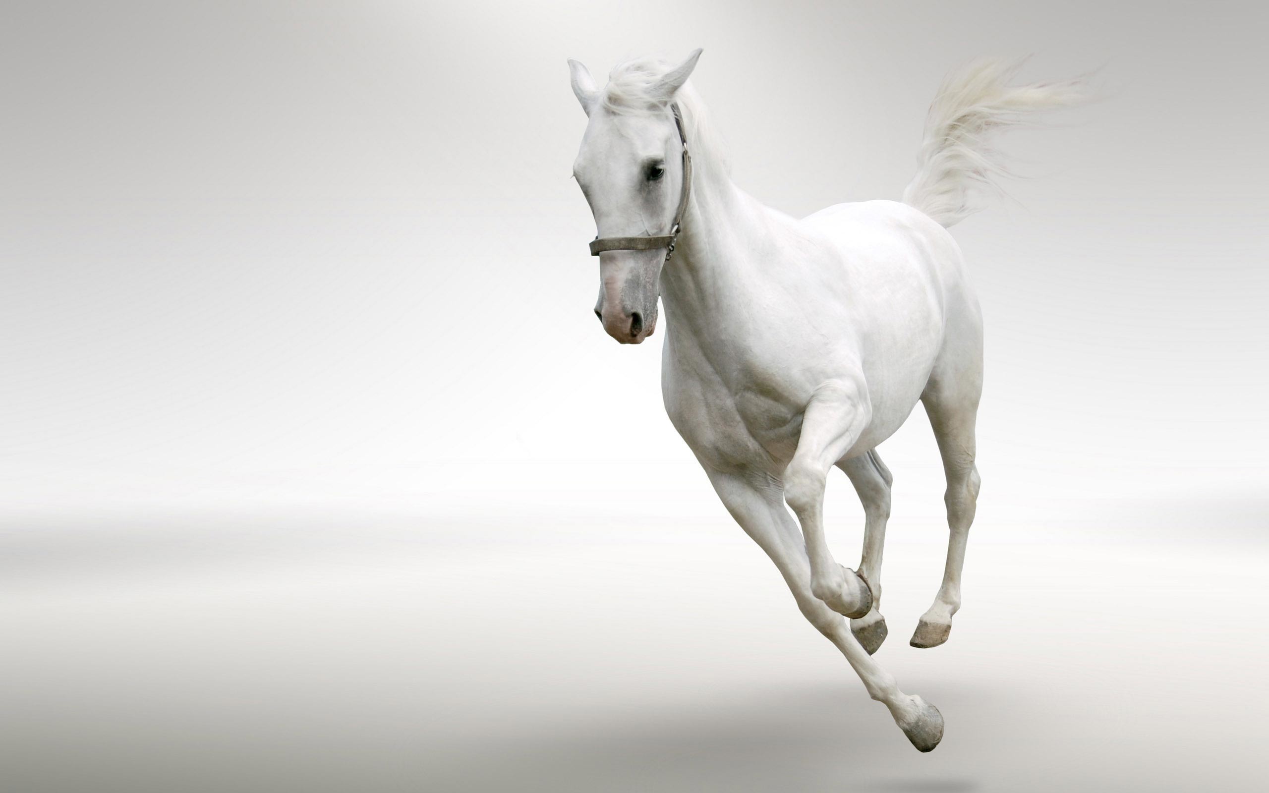 White Horses Running Data-src - White Horse Running Images Hd - 2560x1600  Wallpaper 