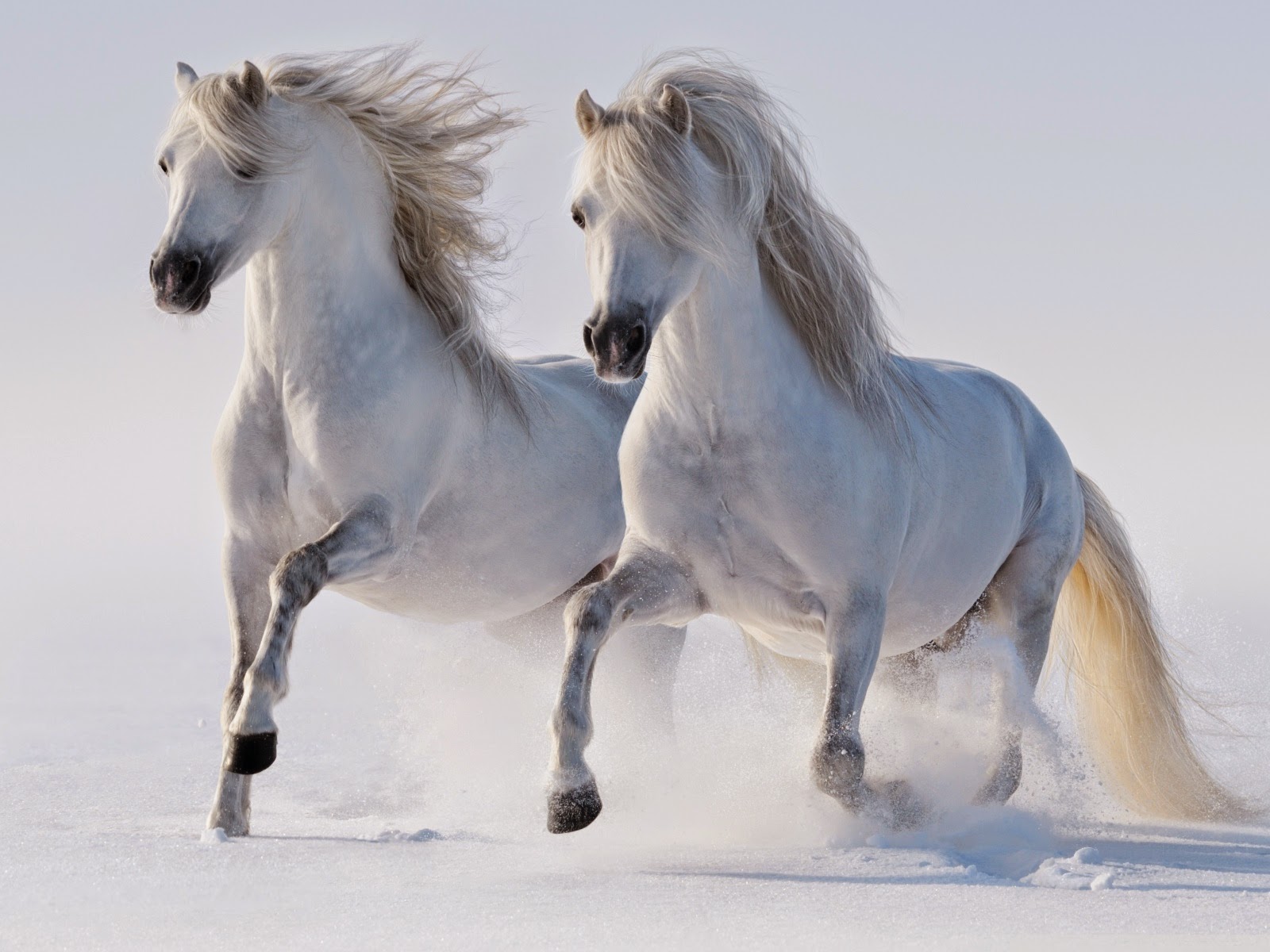 Horses Wallpapers Free Download Pc - White Horse Running Hd - 1600x1200  Wallpaper 
