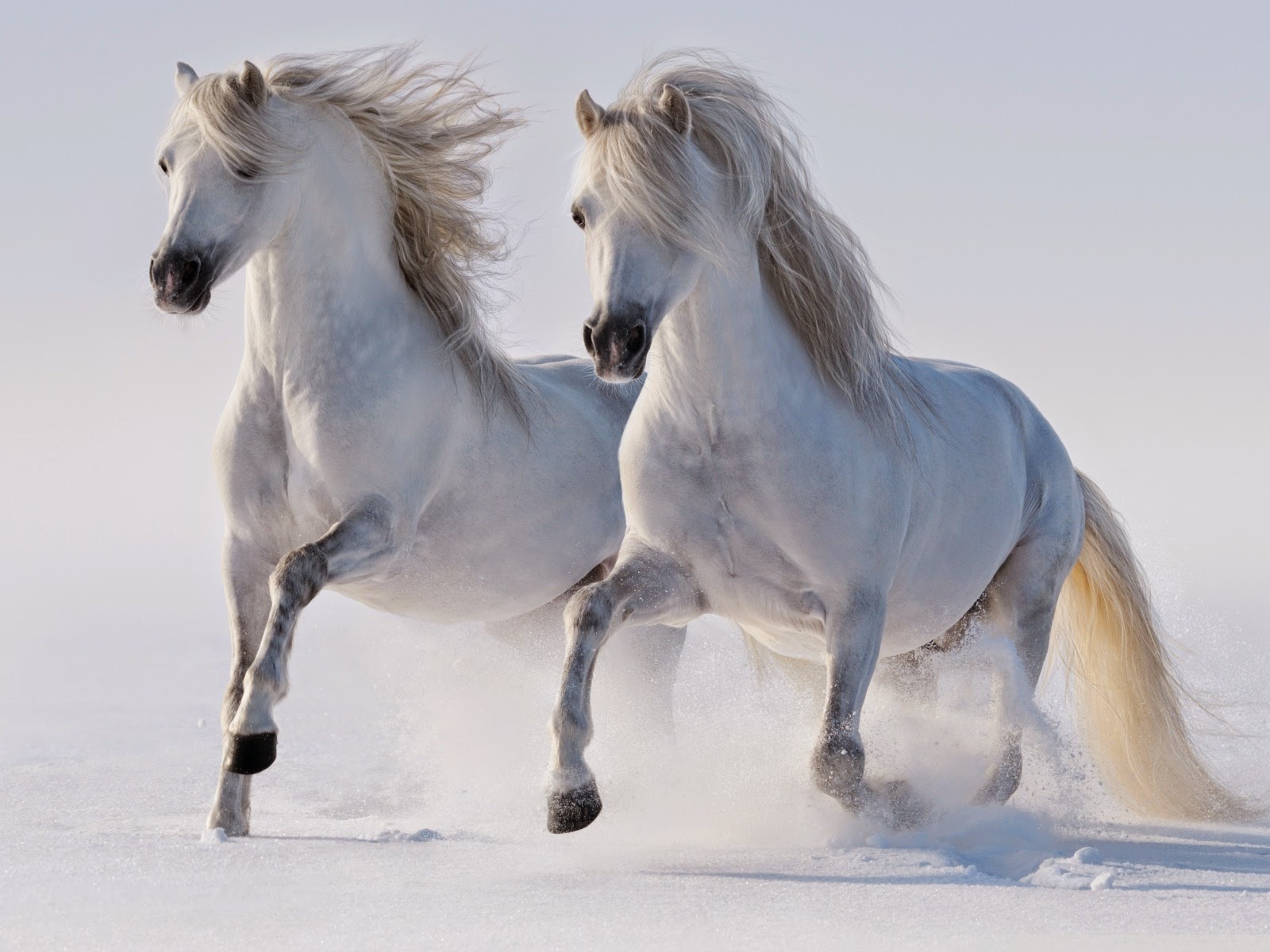 Horses Wallpapers Free Download Pc - White Horse Running Hd - HD Wallpaper 