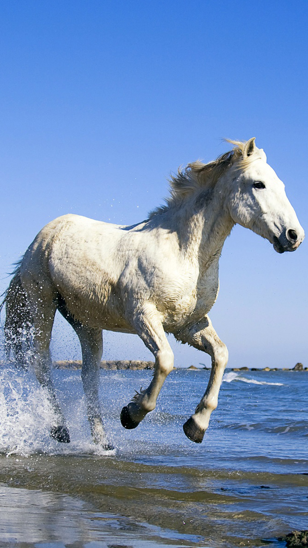 Horses Running Across The Beach - HD Wallpaper 