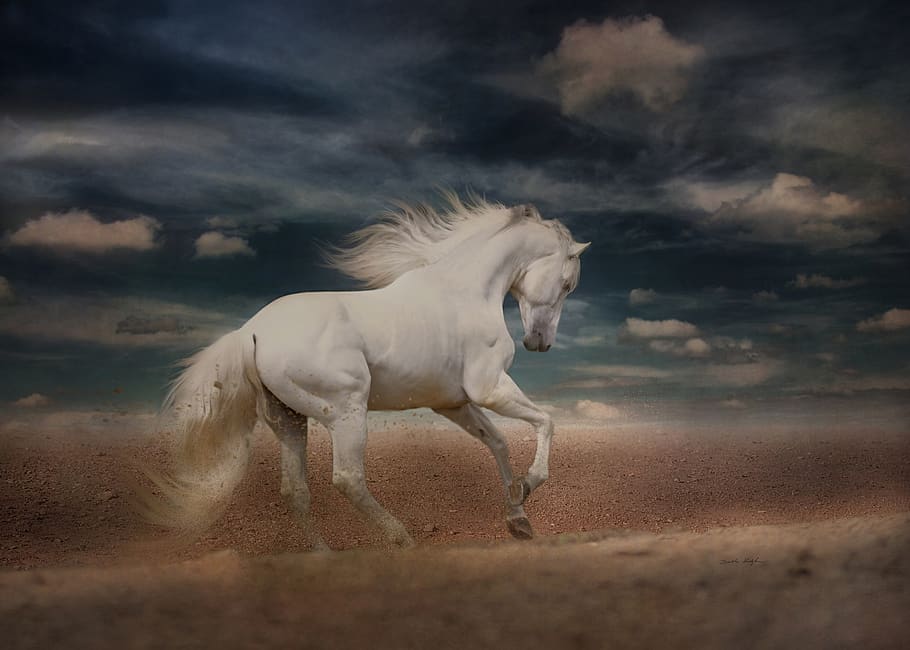 White Horse, Running, Gallop, Desert Run, Andalusian, - White Horse Running - HD Wallpaper 
