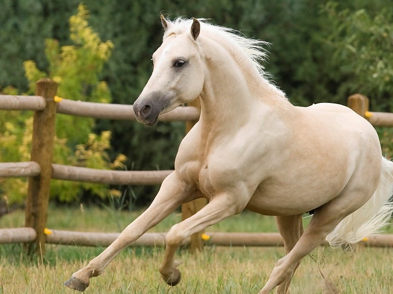 Lovely White Horse Running In Ground Hd Animal Pics - Horse Galloping In Field - HD Wallpaper 