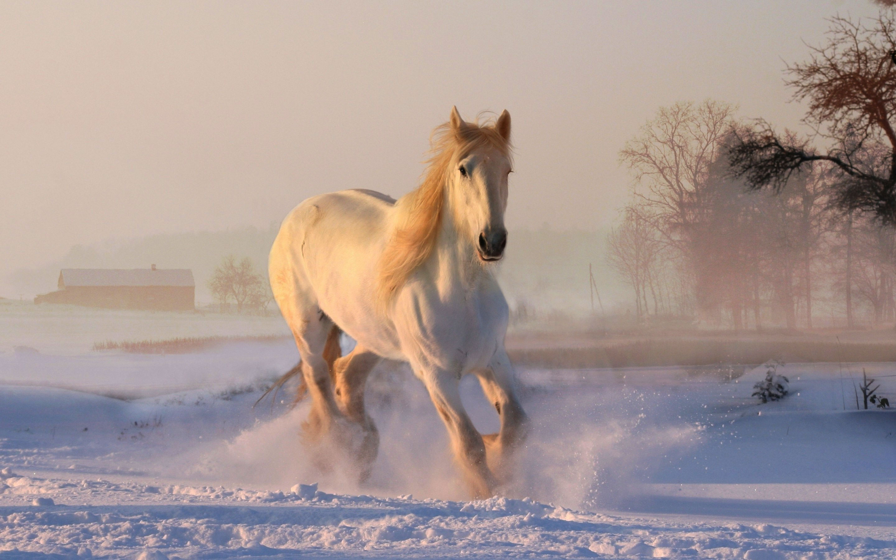 Horses Running In Snow - HD Wallpaper 
