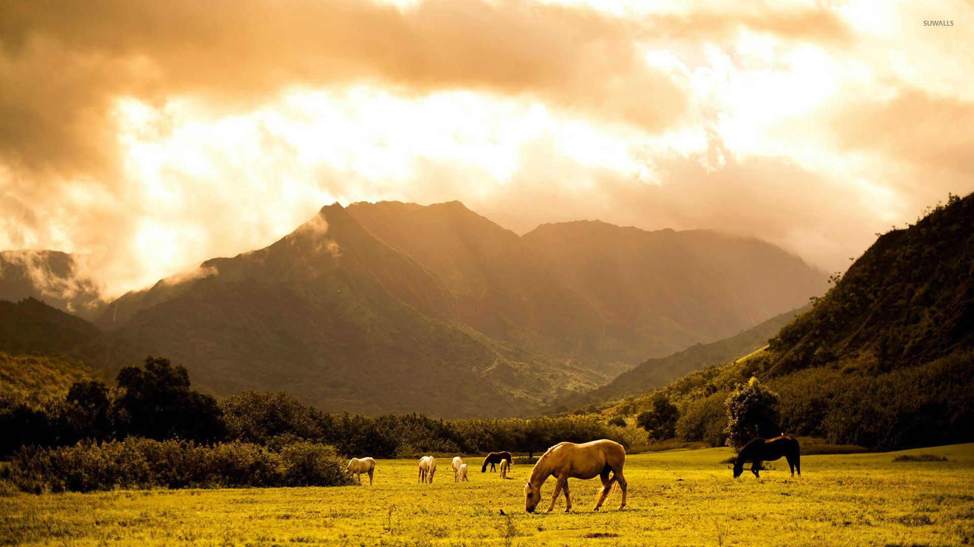 Horses In Field - HD Wallpaper 