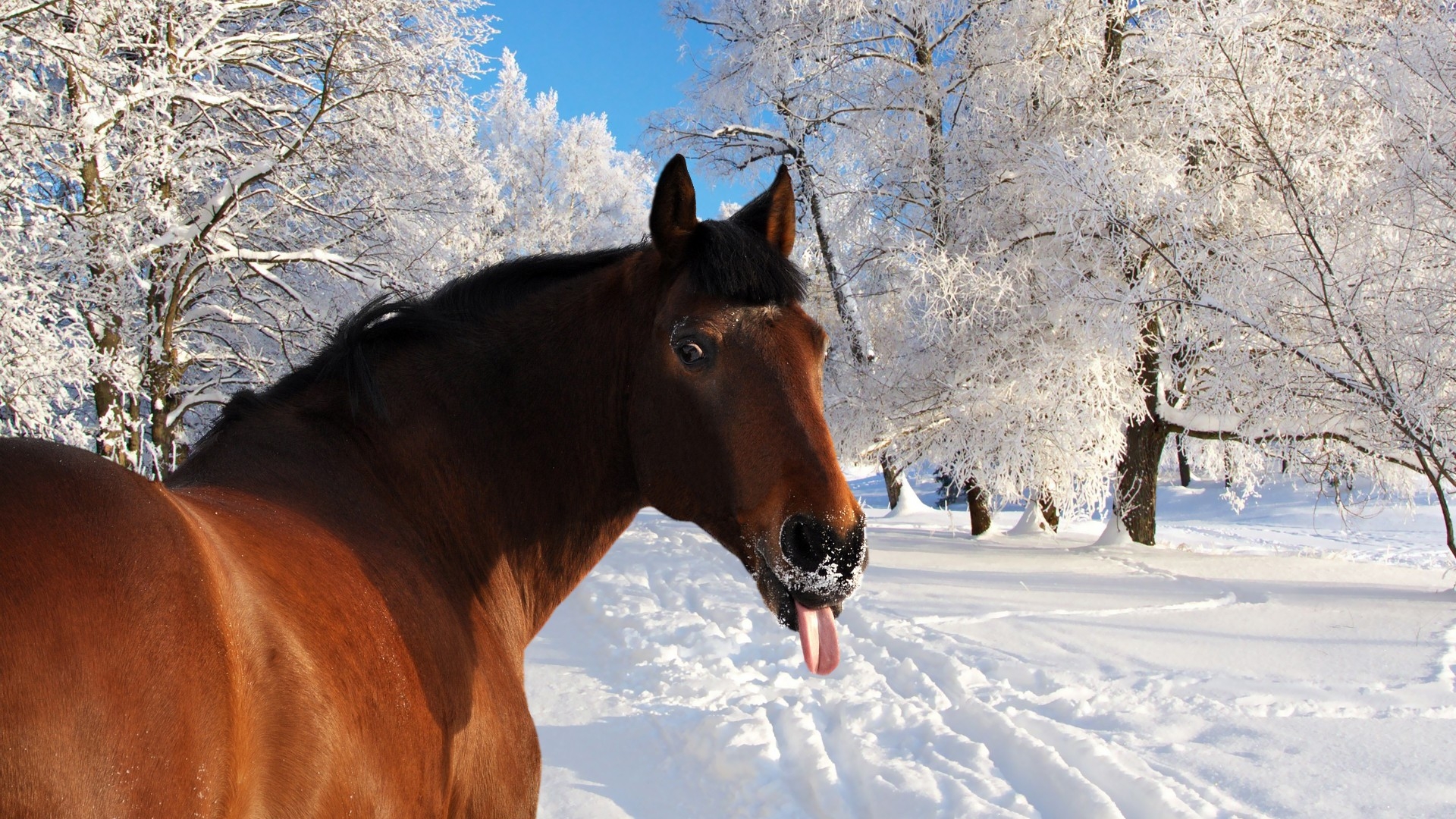 Horse Winter - HD Wallpaper 