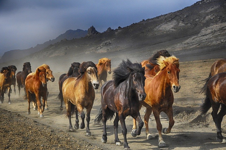 Horses Running - HD Wallpaper 