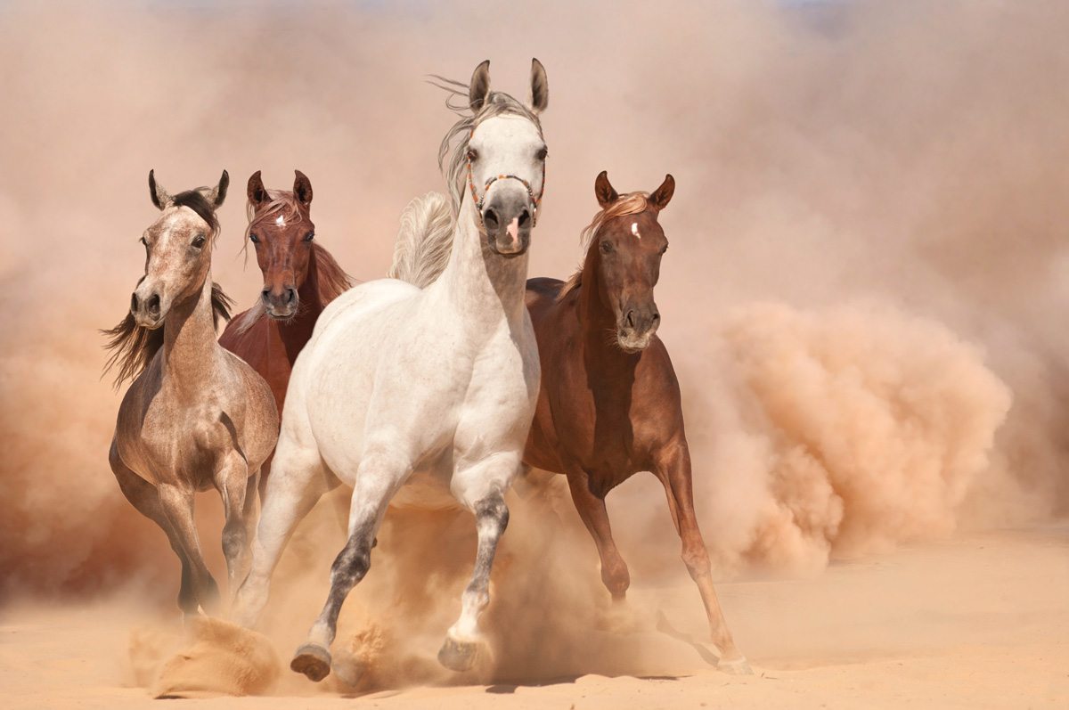 Running Horses Wallpaper - Horse Calendar Arabian 2020 - HD Wallpaper 