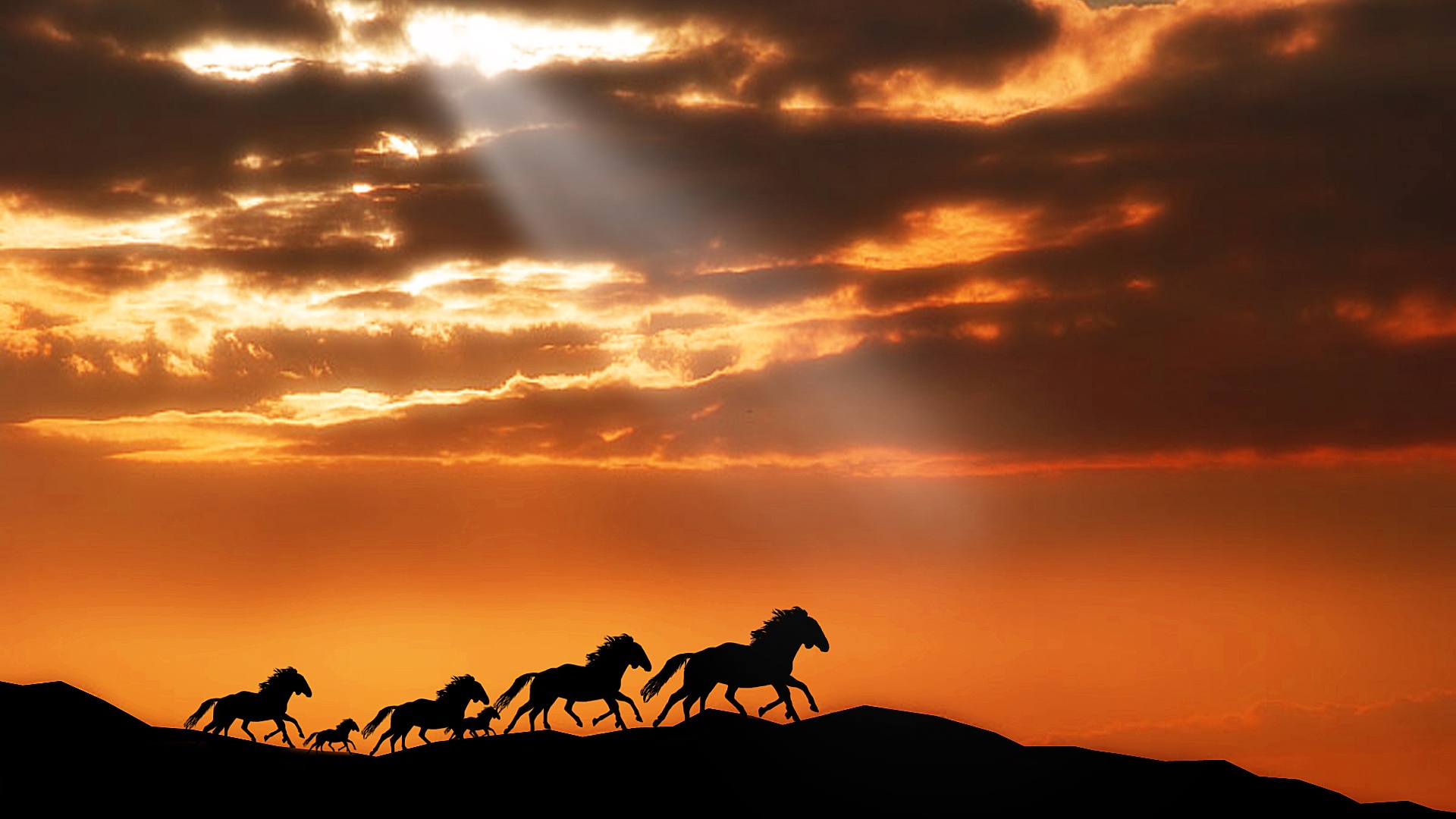 Horses - Wild Horses Running Sunset - HD Wallpaper 