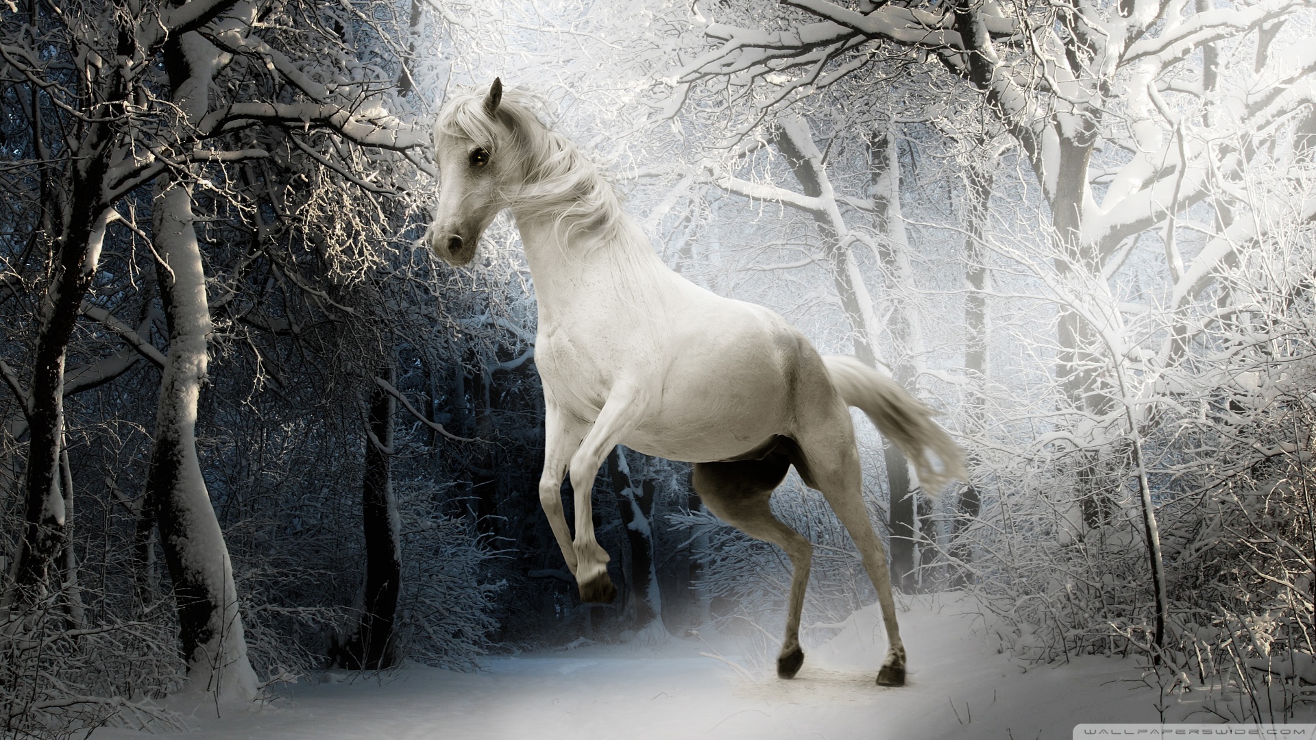 Horses Playing In Snow - HD Wallpaper 