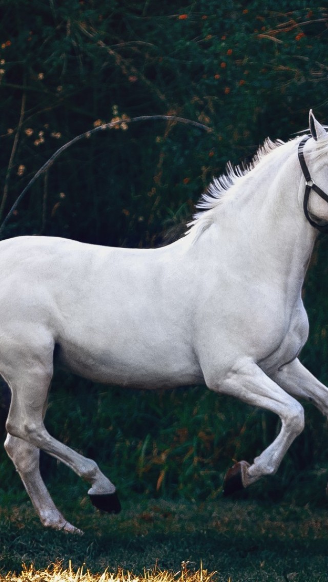 White Horse Images Hd - 640x1136 Wallpaper 