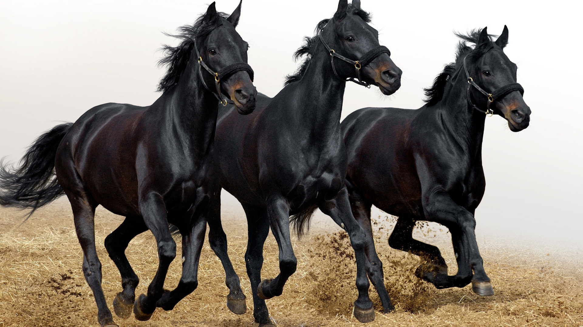 Wallpaper Three Black Horses - 7 Black Horse Running - HD Wallpaper 