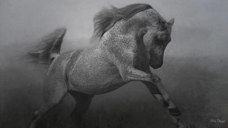 Horse In Black White - Black And White Wallpaper Of Animals - HD Wallpaper 
