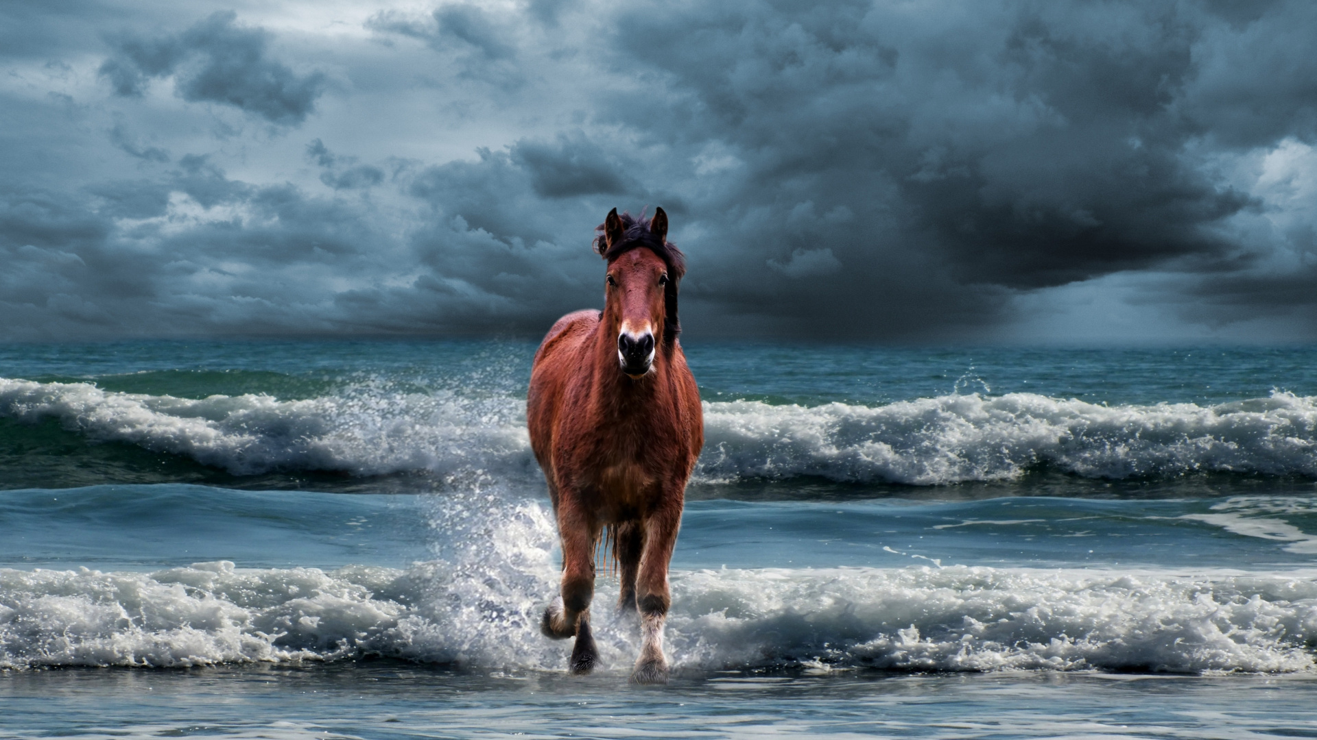 Horse, Run, Beach, Sea Waves, Wallpaper - Horse Running In Water - HD Wallpaper 