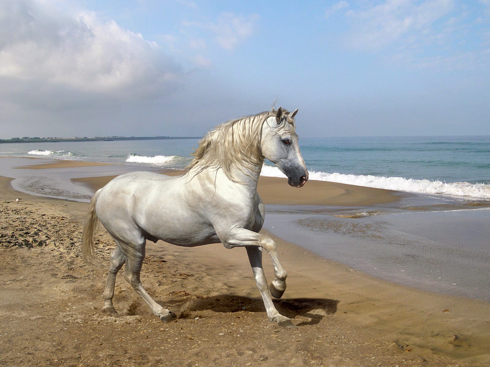 White Horse Hd Wallpapers New Wallpapersnew Wallpapers - White Horse - HD Wallpaper 