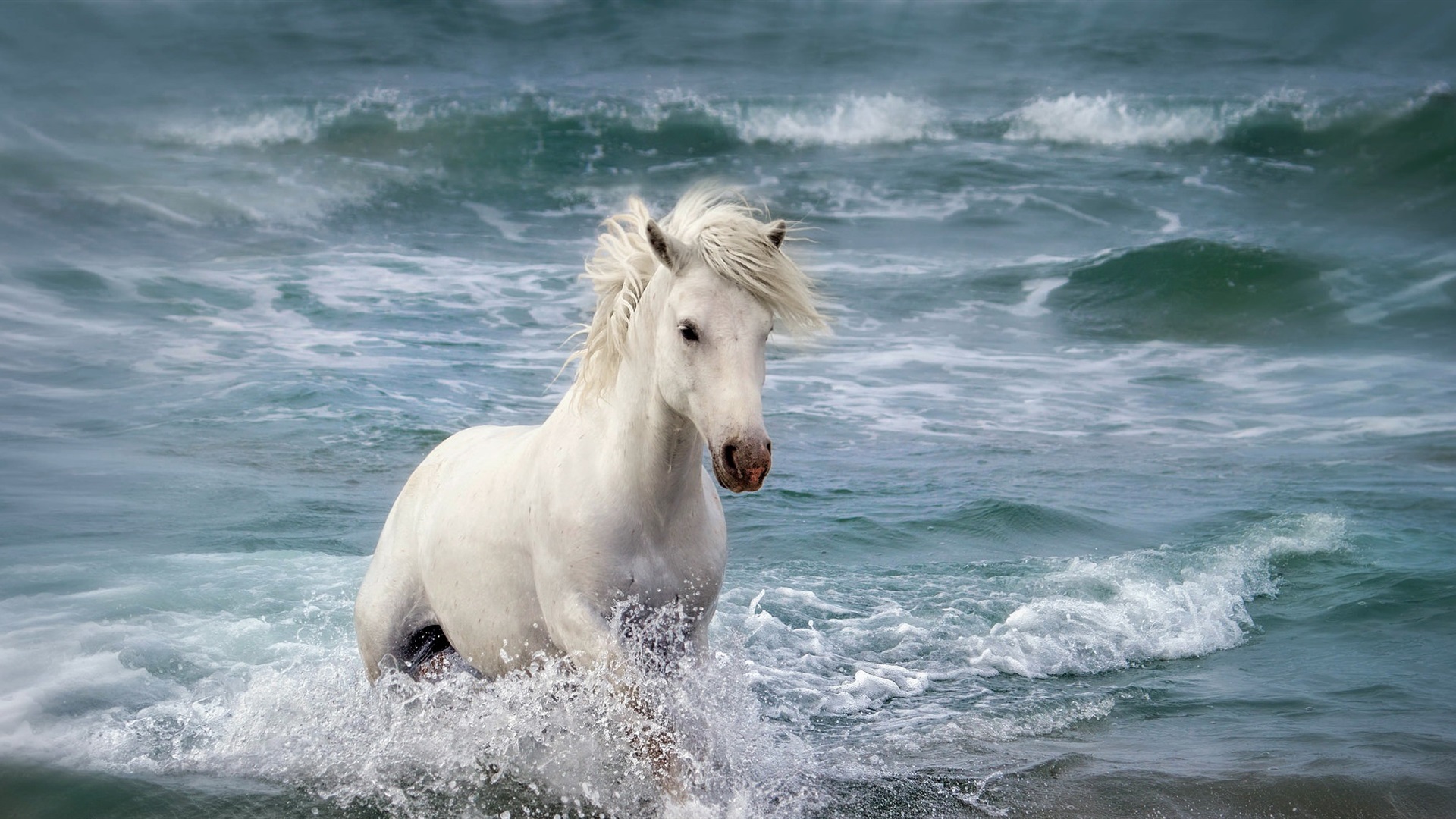 Wallpaper White Horse In The Sea, Waves - Horse In The Water - HD Wallpaper 