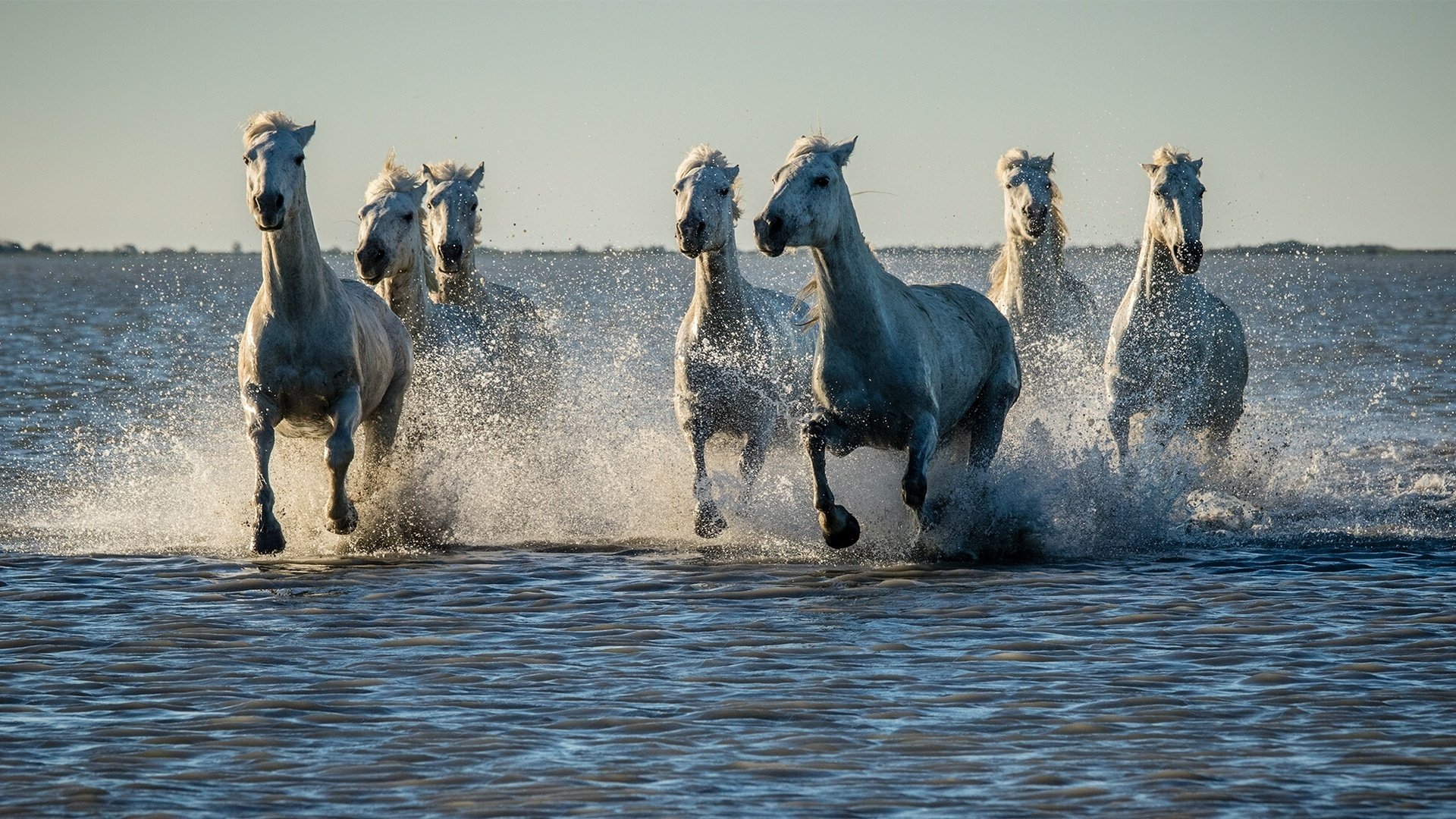 7 Horses In Water - HD Wallpaper 