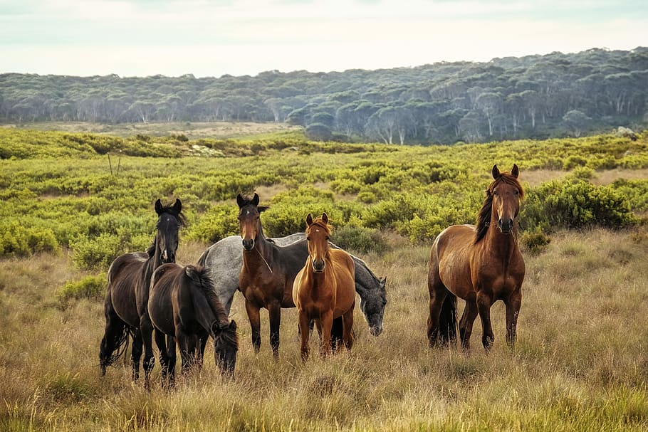 Seven Brown And Gray Horses, Pony, Grass, Field, Landscape, - Wypas Konie - HD Wallpaper 