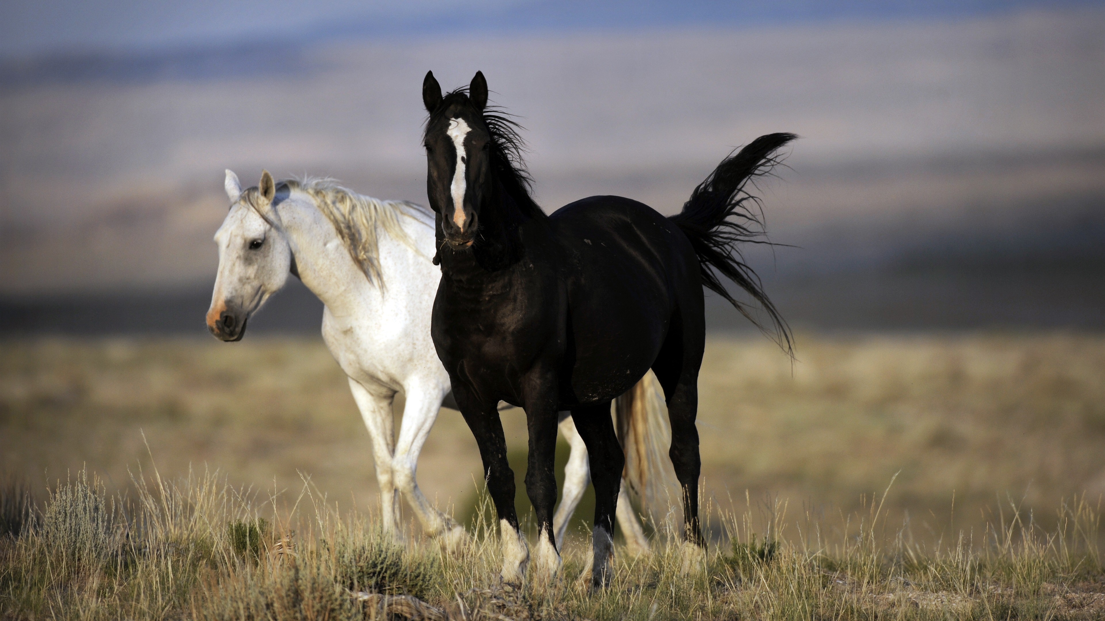 Black And White Horse 4k Photo - 4k Horses - HD Wallpaper 