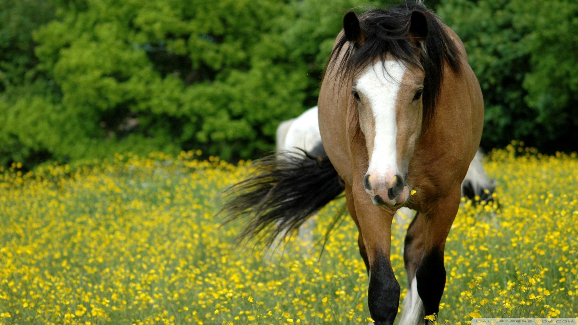 American Quarter Horse Hd Wallpapers - Quarter Horse - HD Wallpaper 