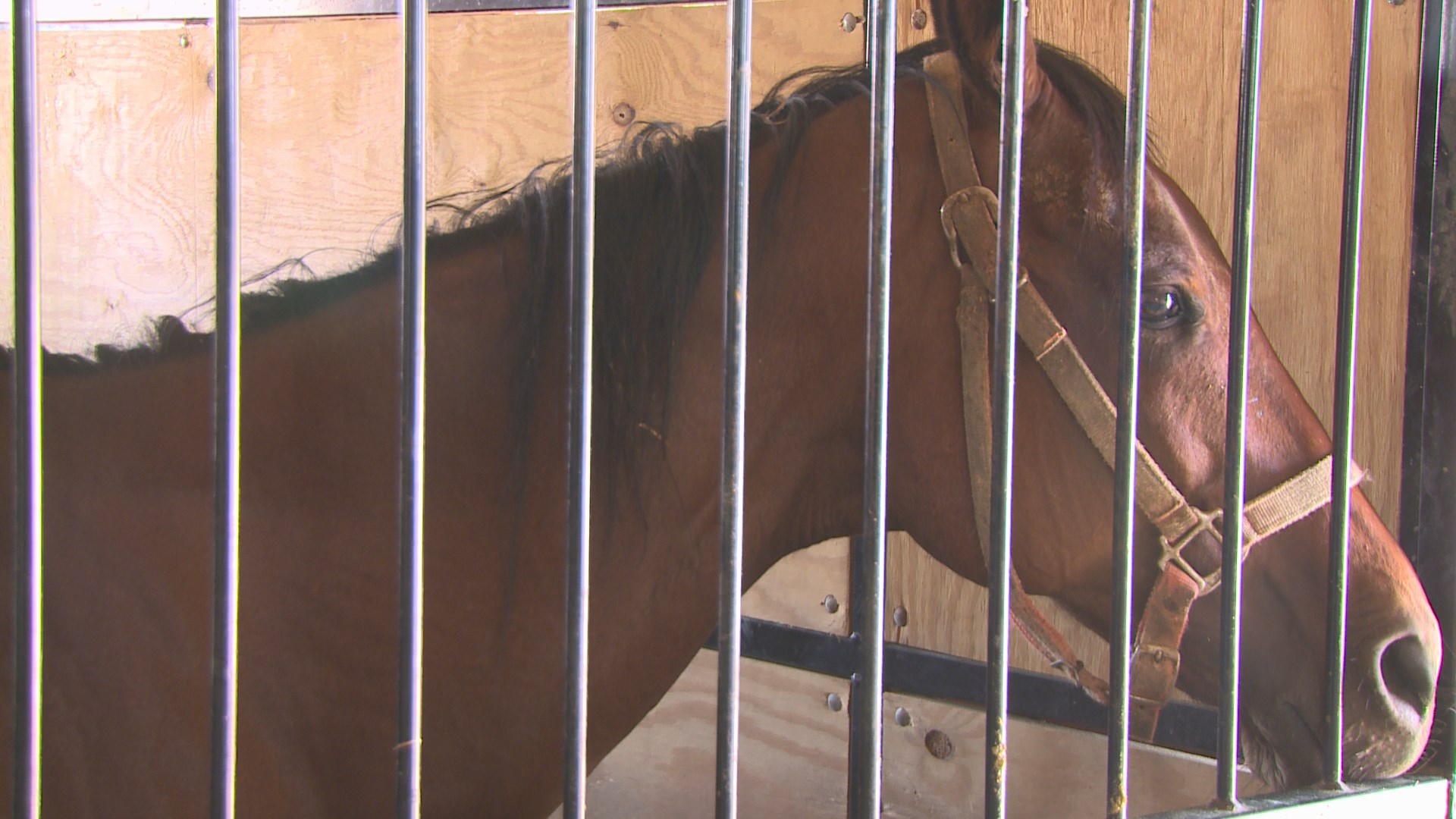 Animal Shelter - 1920x1080 Wallpaper - teahub.io