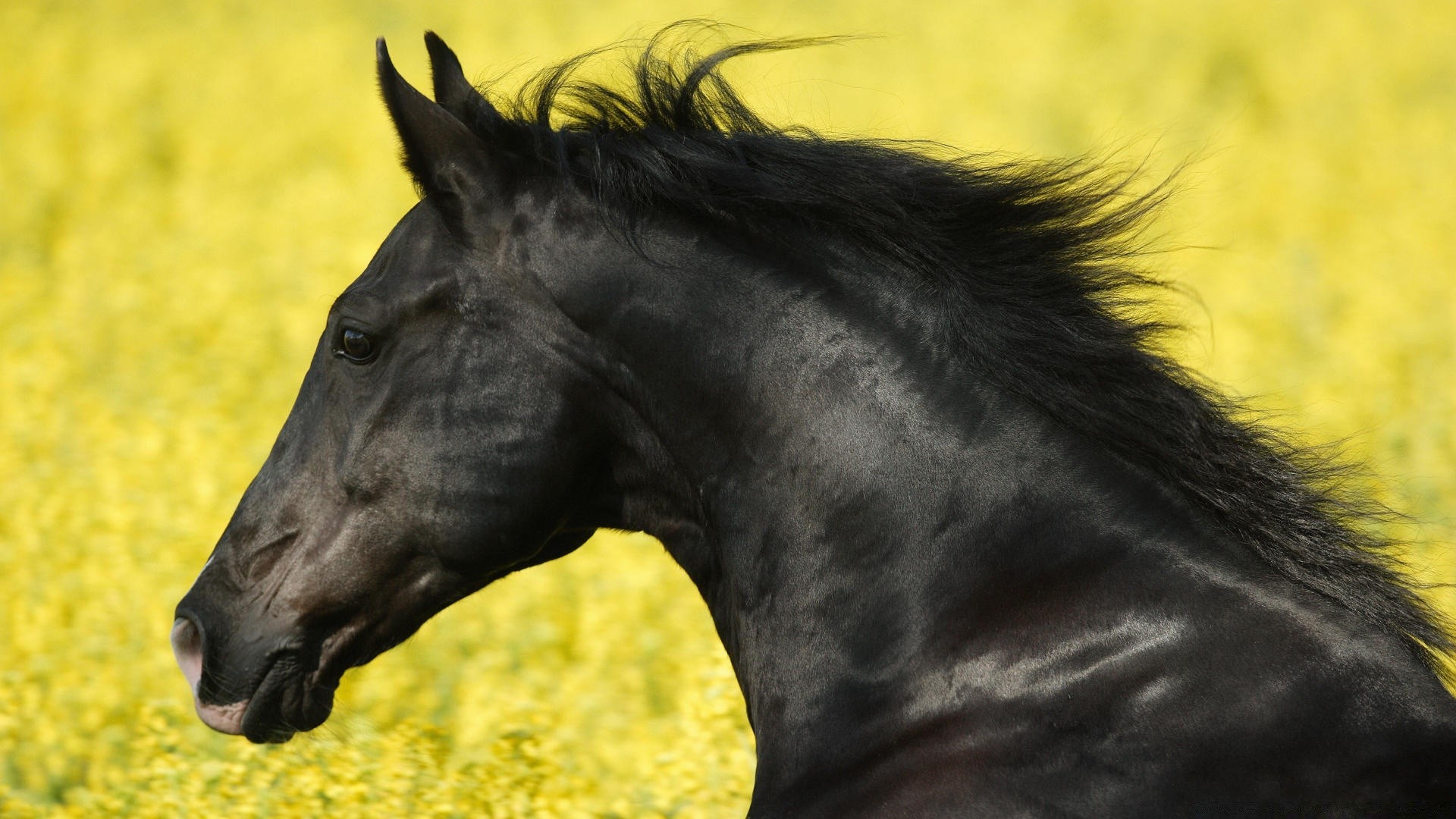 Horses Cavalry Mare Mammal Animal Grass Field Stallion - Black Horse Yellow Field - HD Wallpaper 