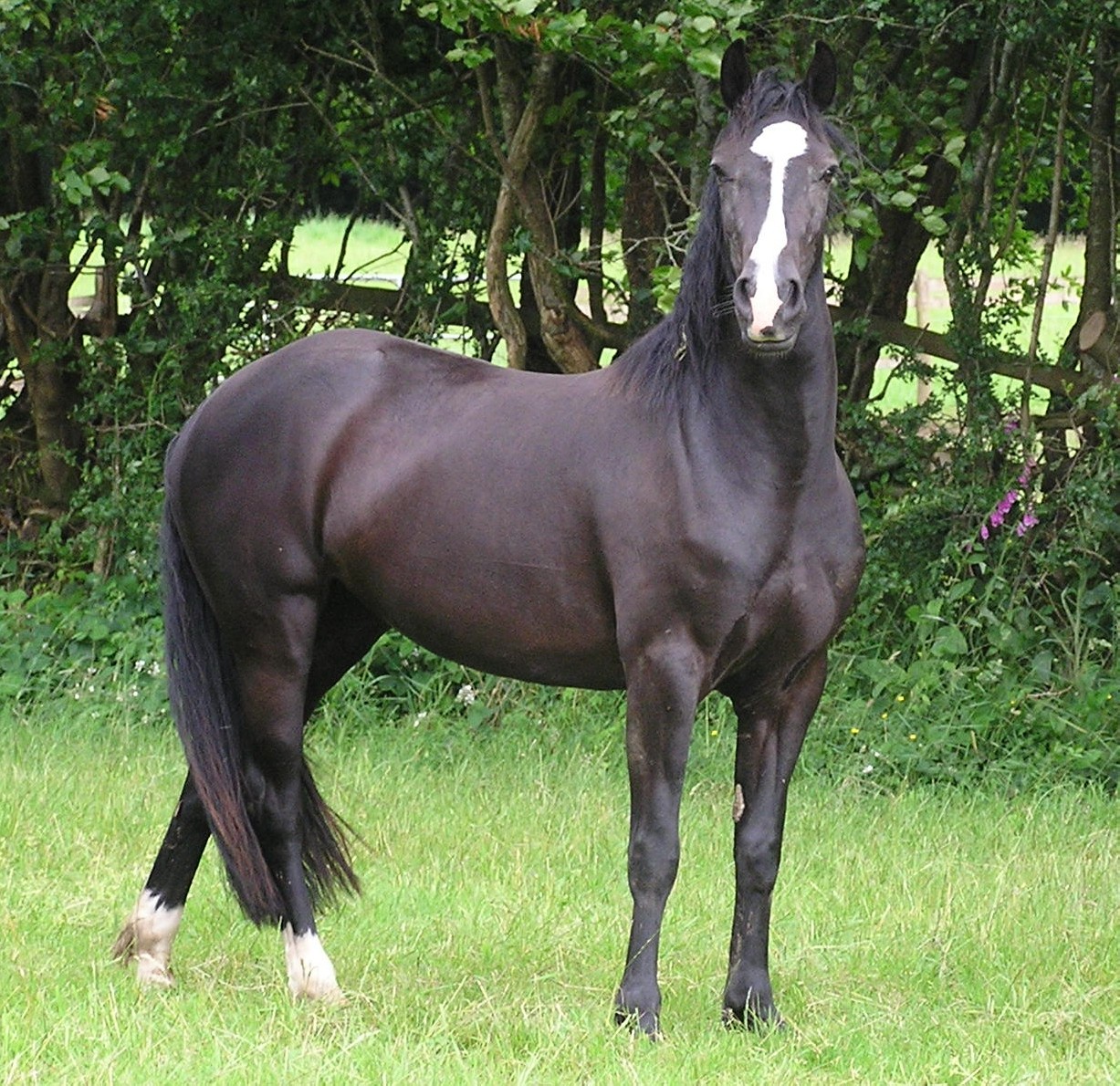 American Quarter Horse Black - HD Wallpaper 