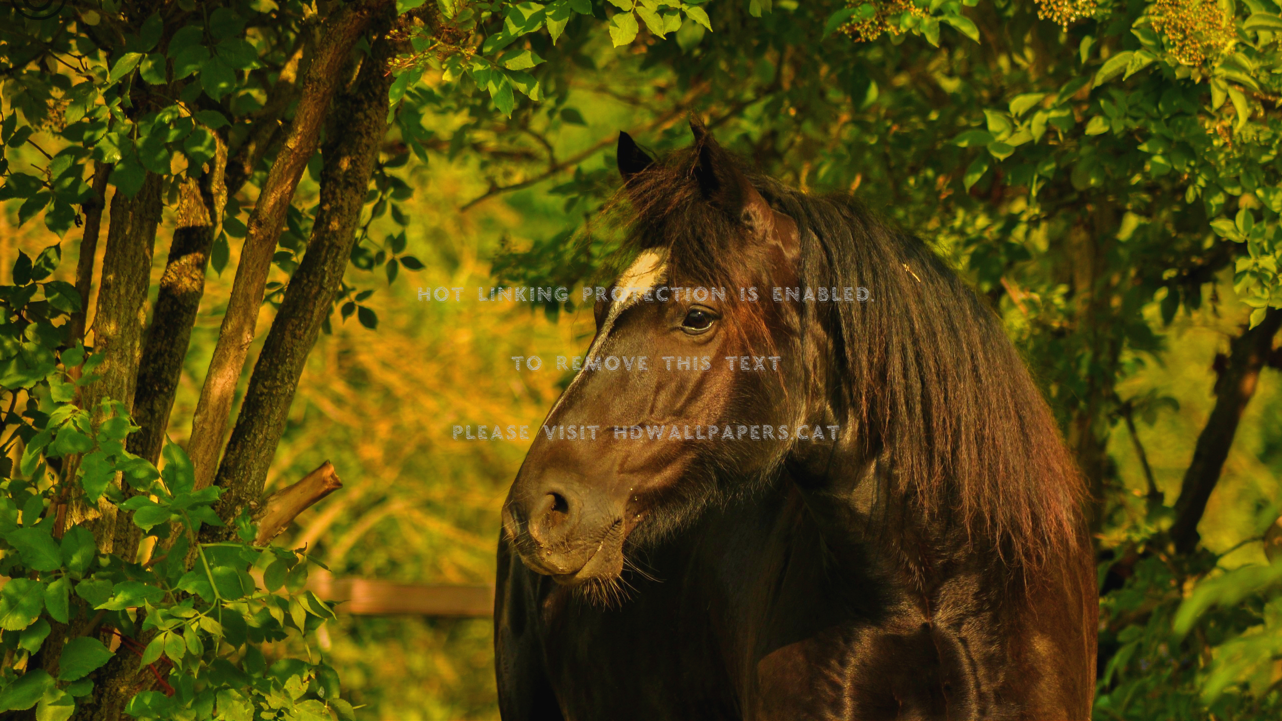 Black Horse Headshots Beautiful Animals - HD Wallpaper 