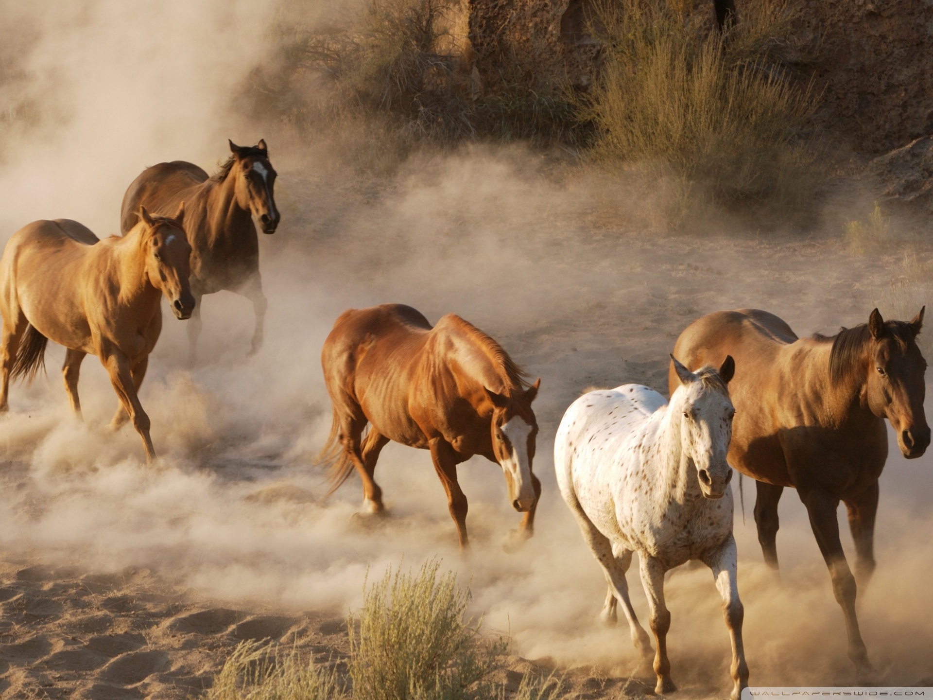 Horse - HD Wallpaper 