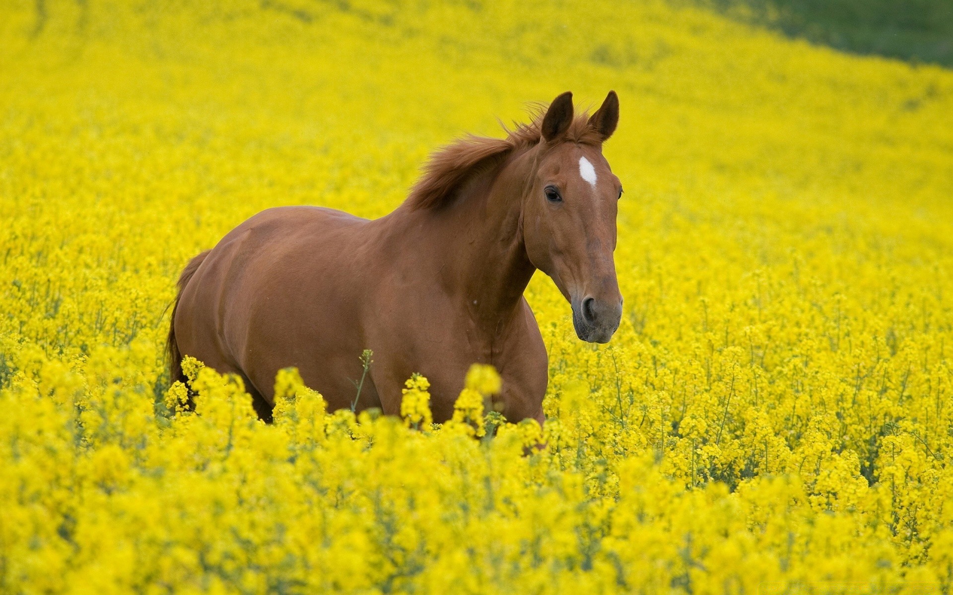 Horses Field Hayfield Farm Flower Agriculture Landscape - Farm Mor Por Khao Yai - HD Wallpaper 