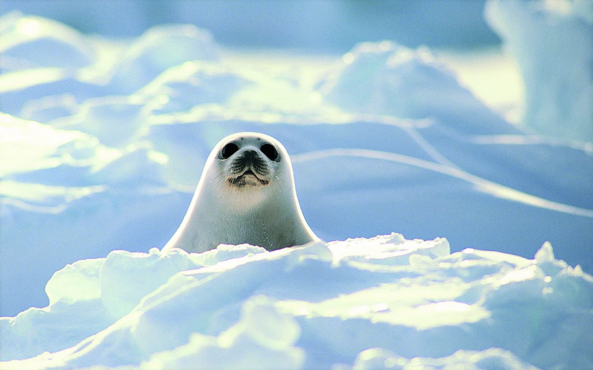 Seal Desktop - HD Wallpaper 